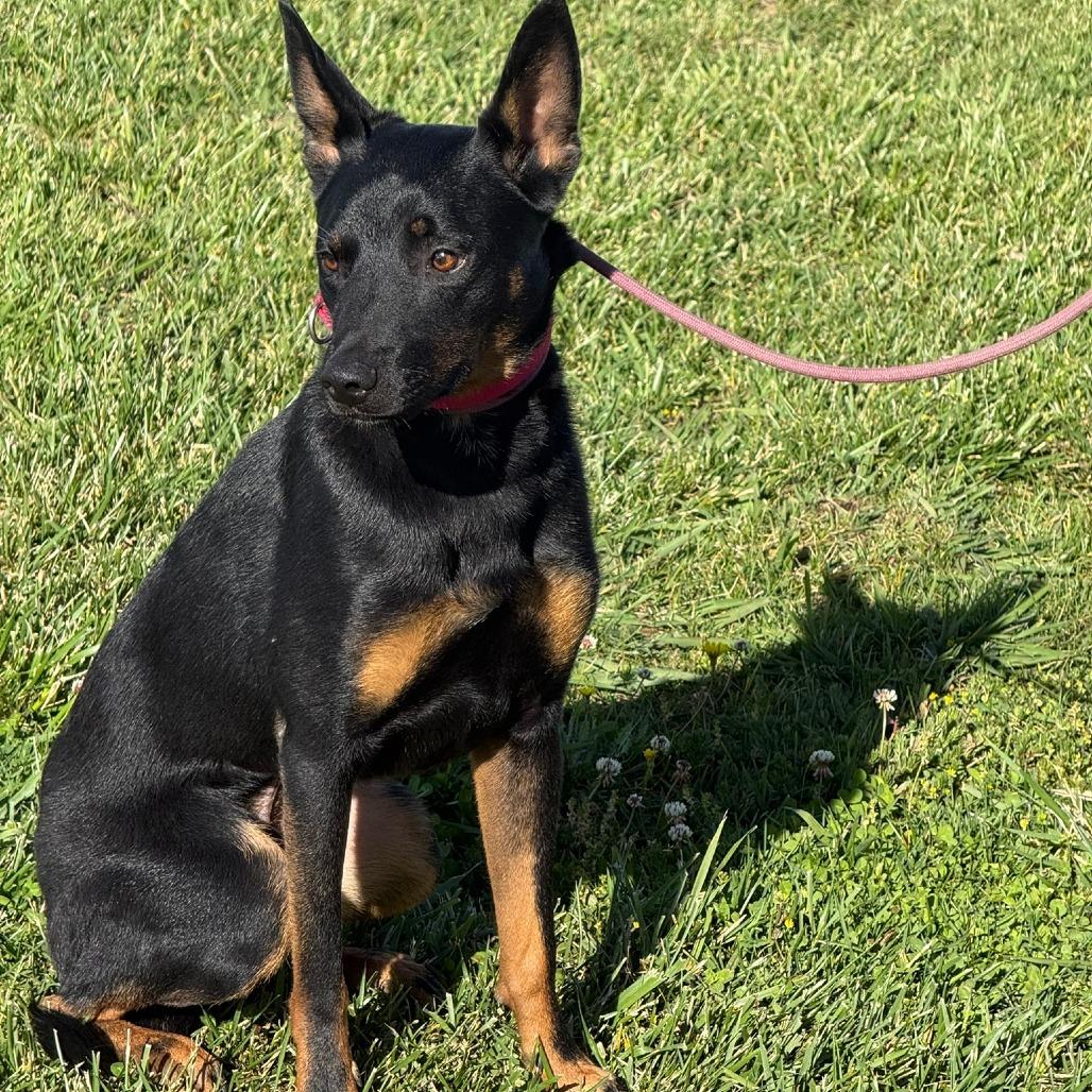 Enlarge Peter, a Adoptable mixed breed in Ione, CA image 2/5