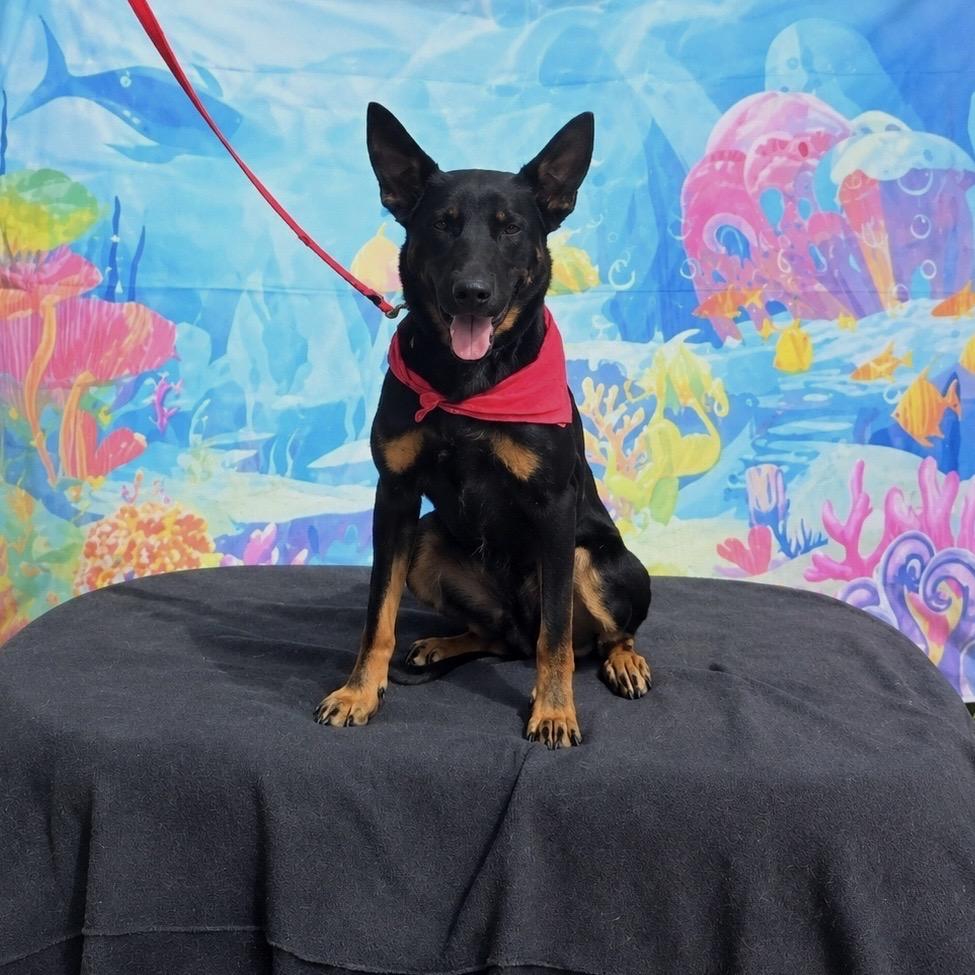 Enlarge Peter, a Adoptable mixed breed in Ione, CA image 3/5