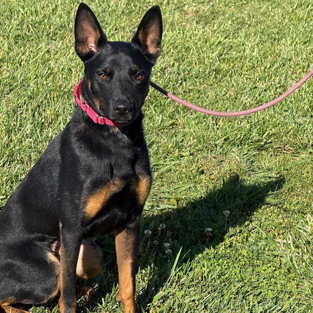 Enlarge Peter, a Adoptable mixed breed in Ione, CA image 4/5