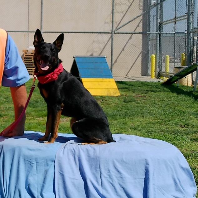 Enlarge Peter, a Adoptable mixed breed in Ione, CA image 5/5