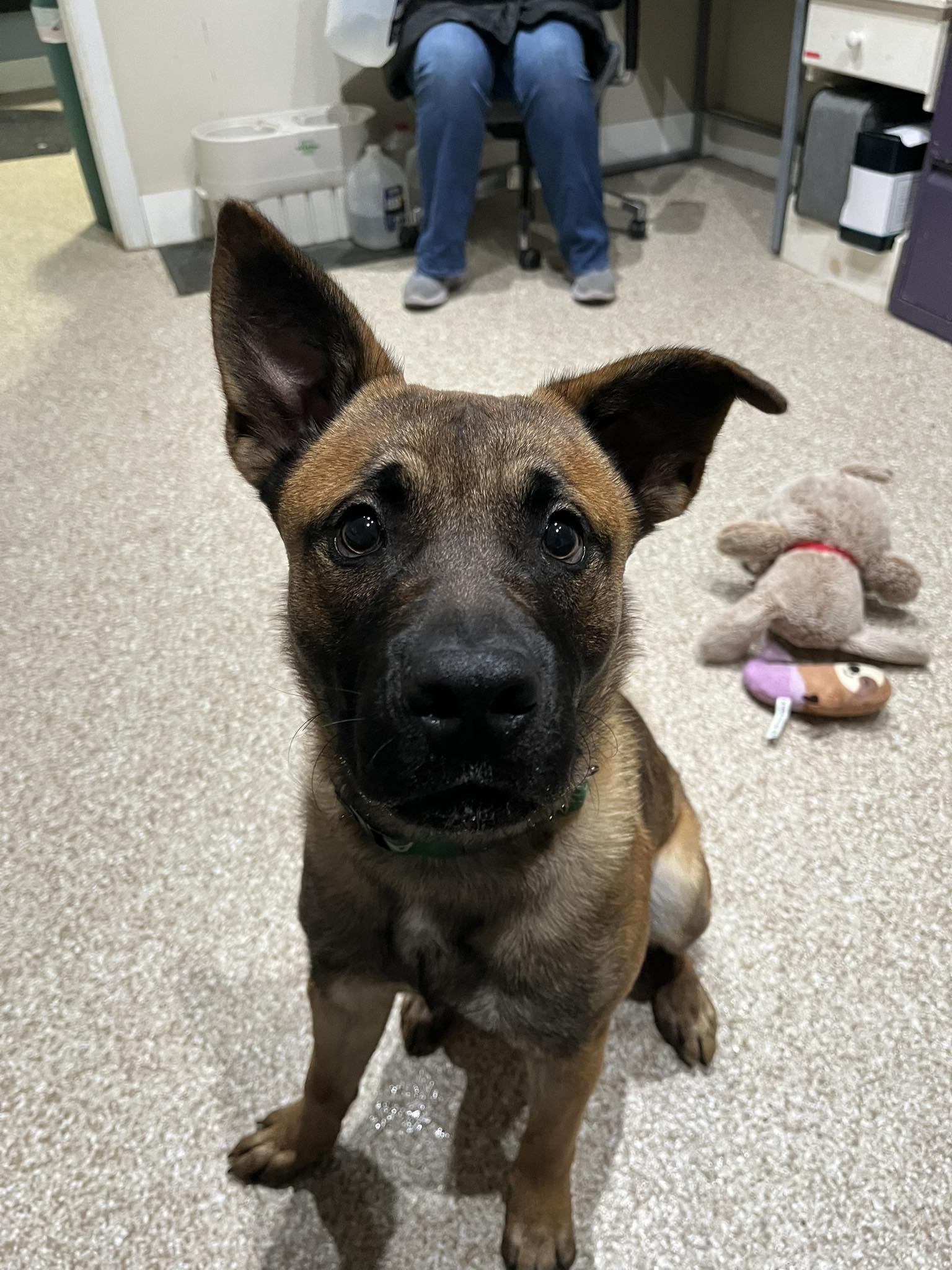 Enzo, Adoptable, Puppy Male German Shepherd Dog & Labrador Retriever.
