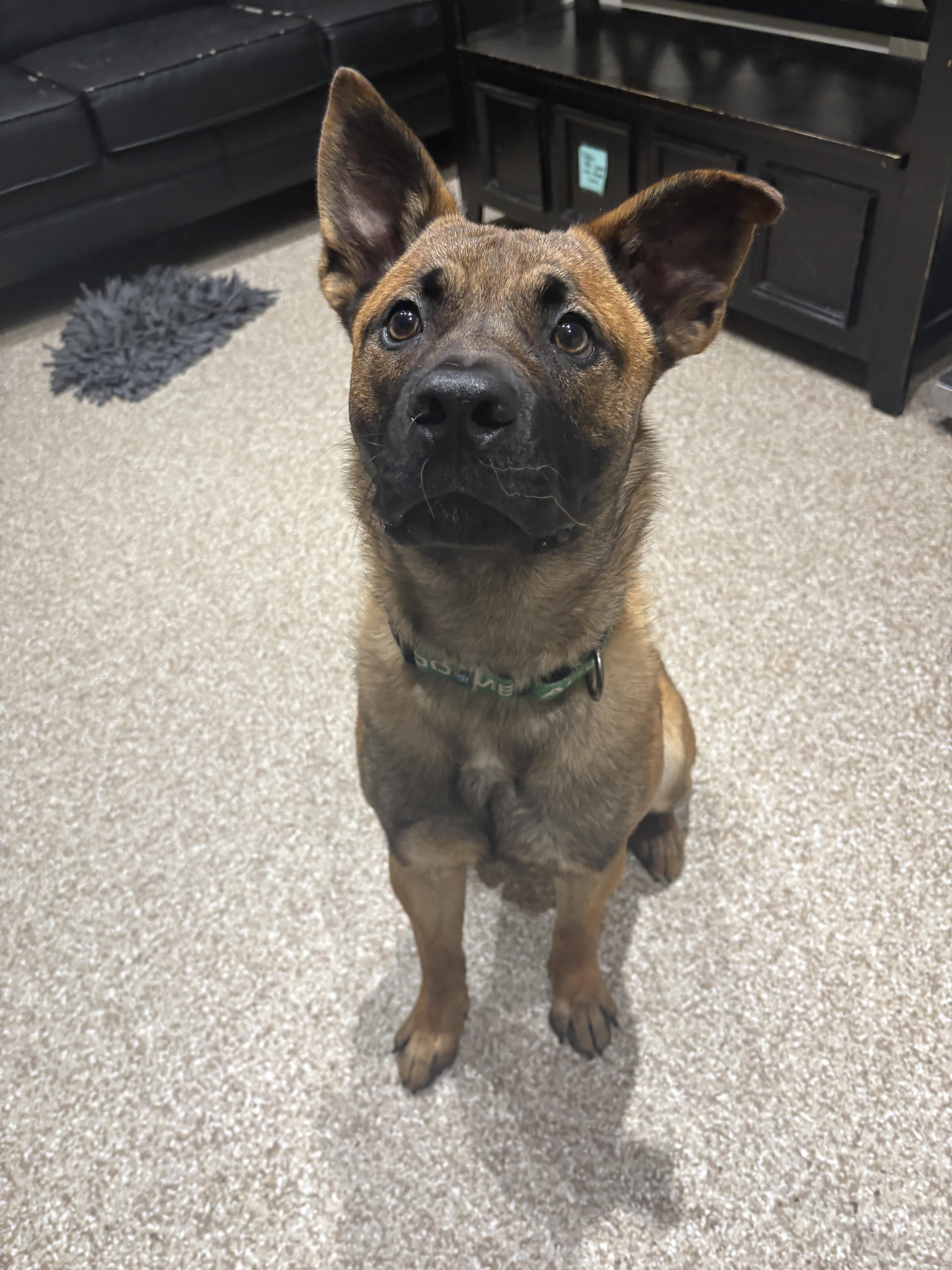 Enlarge Enzo, a Adoptable mixed breed in Dillsburg, PA image 3/6