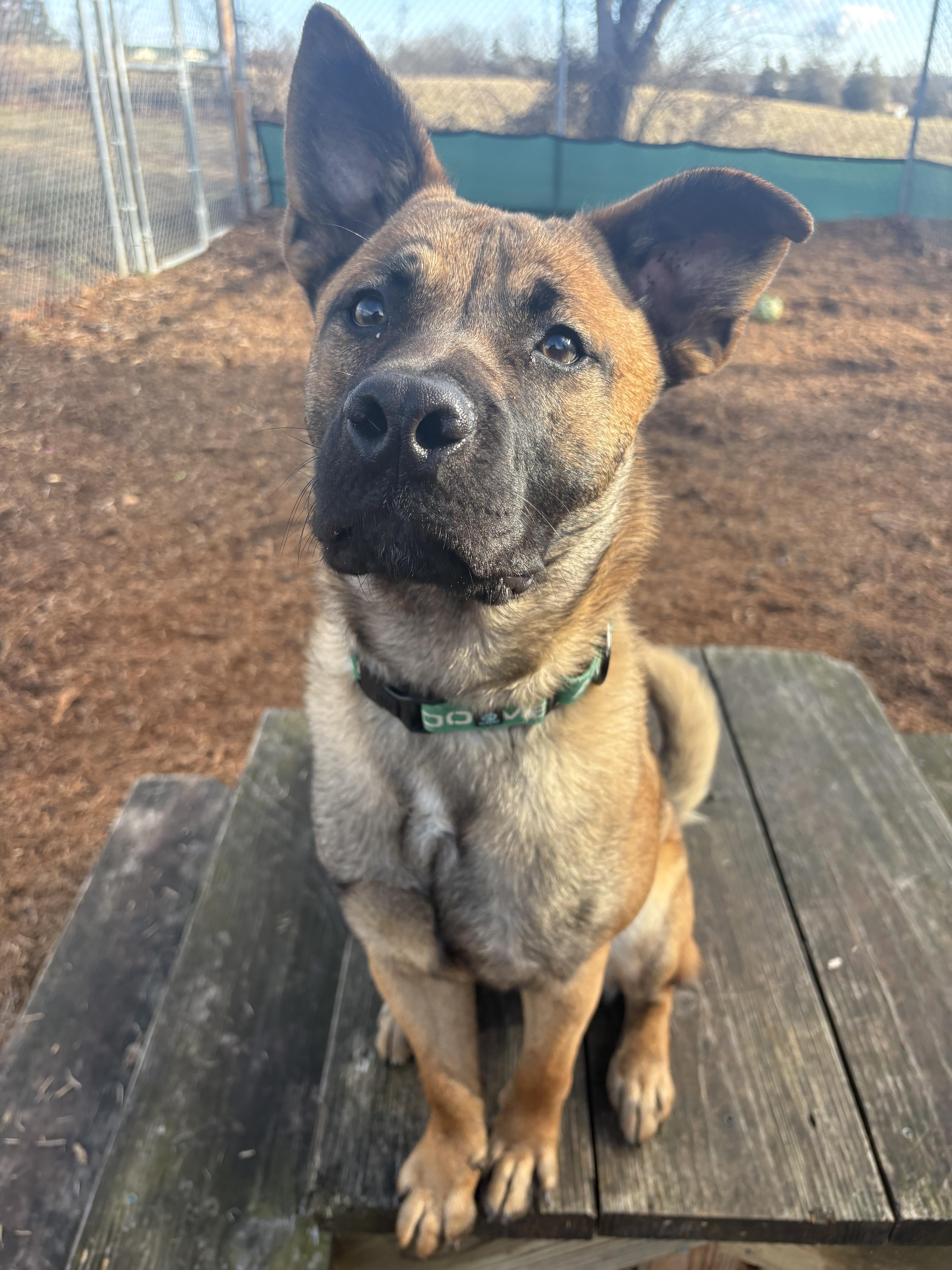 Enlarge Enzo, a Adoptable mixed breed in Dillsburg, PA image 4/6