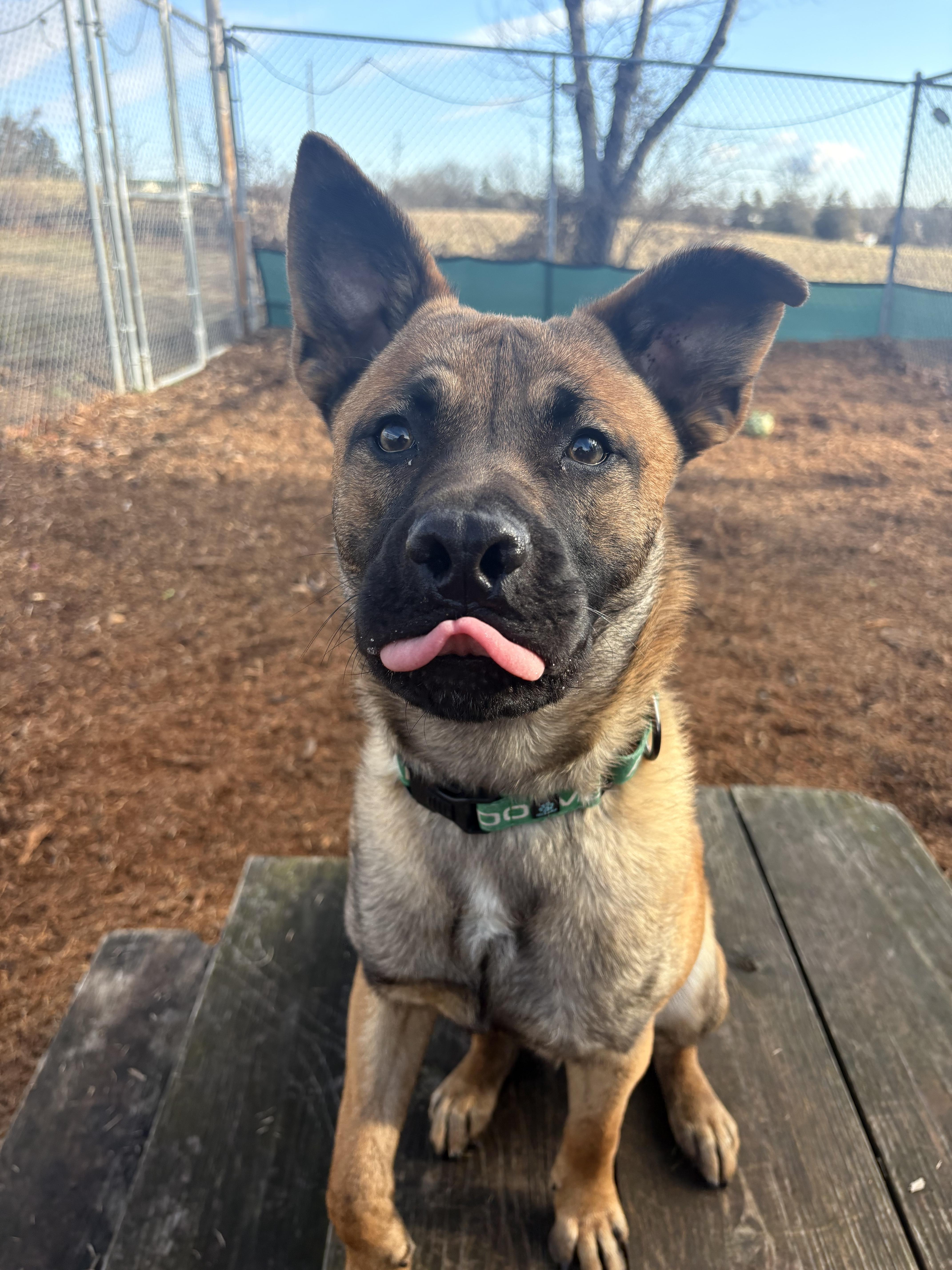 Enlarge Enzo, a Adoptable mixed breed in Dillsburg, PA image 6/6