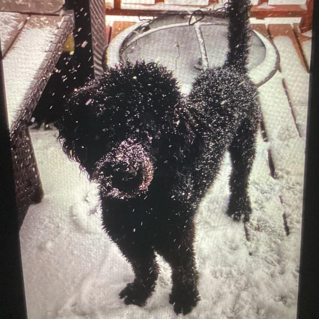 Drizzy, Adoptable, Senior Male Standard Poodle.