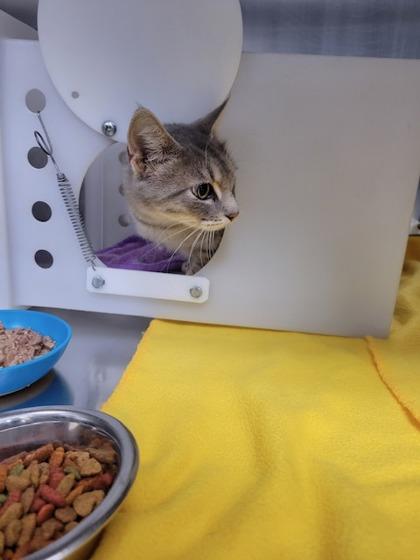 Patagonia - WORKING CAT, Adoptable, Young Female Domestic Short Hair & Domestic Short Hair.