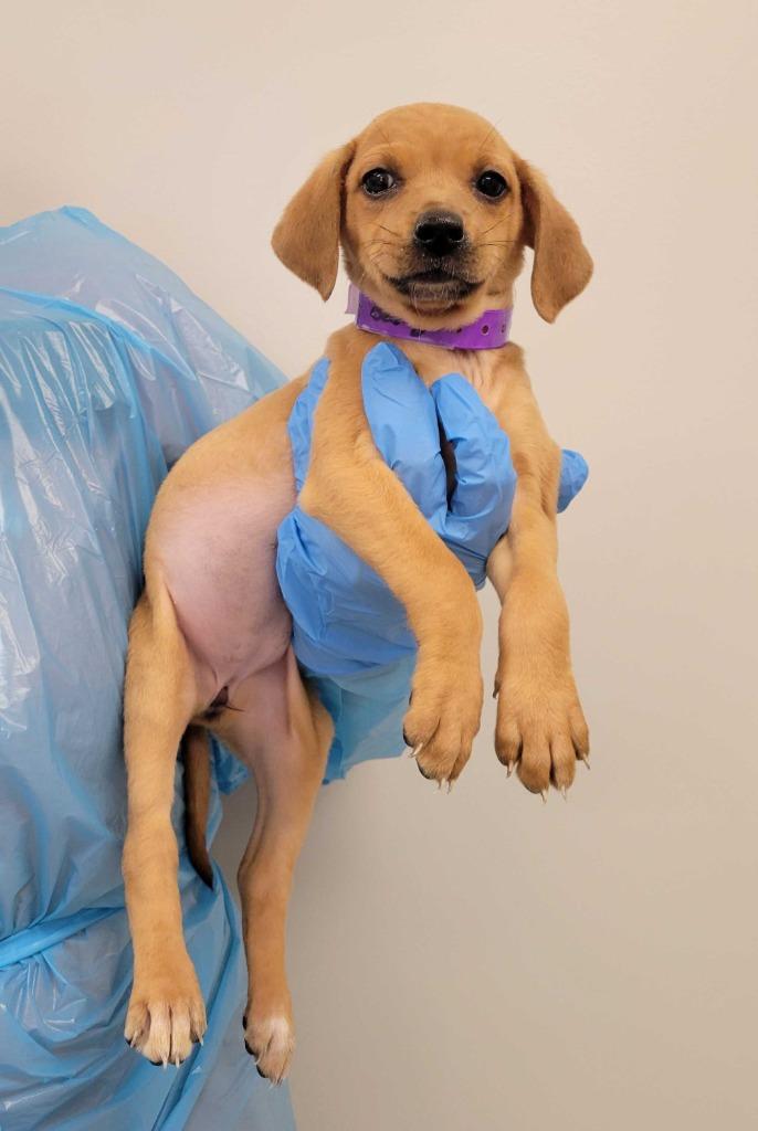 Sleeping Beauty, Adoptable, Puppy Female Chihuahua & Mixed Breed.