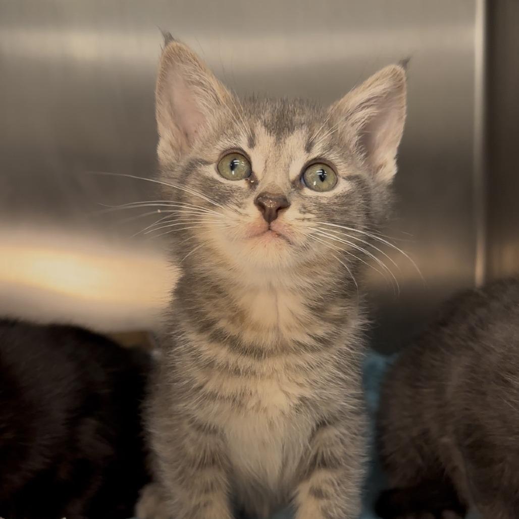 Maxine — thumbnail 6