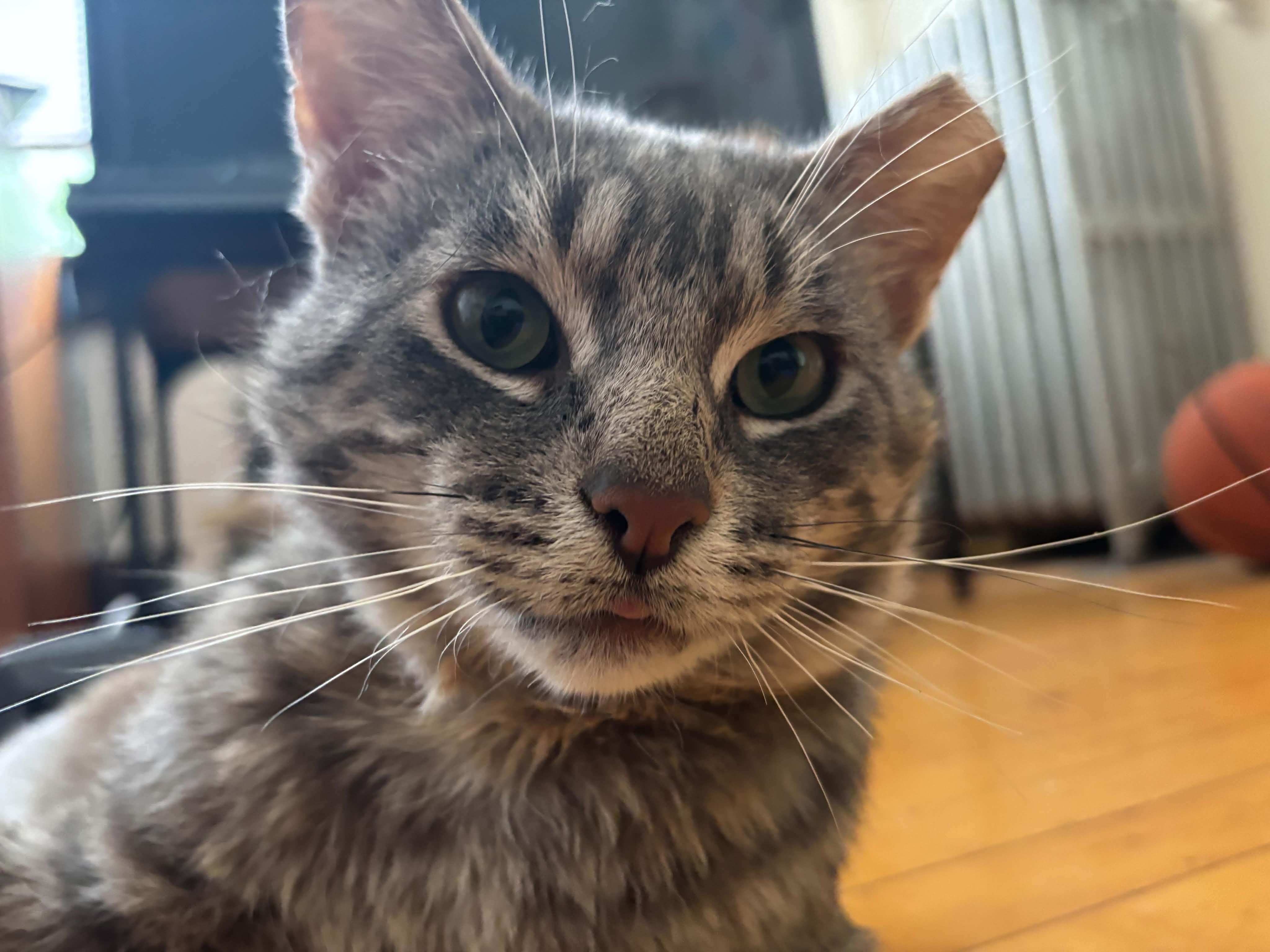 Eggplant, ADOPTABLE, Young Male Domestic Short Hair.