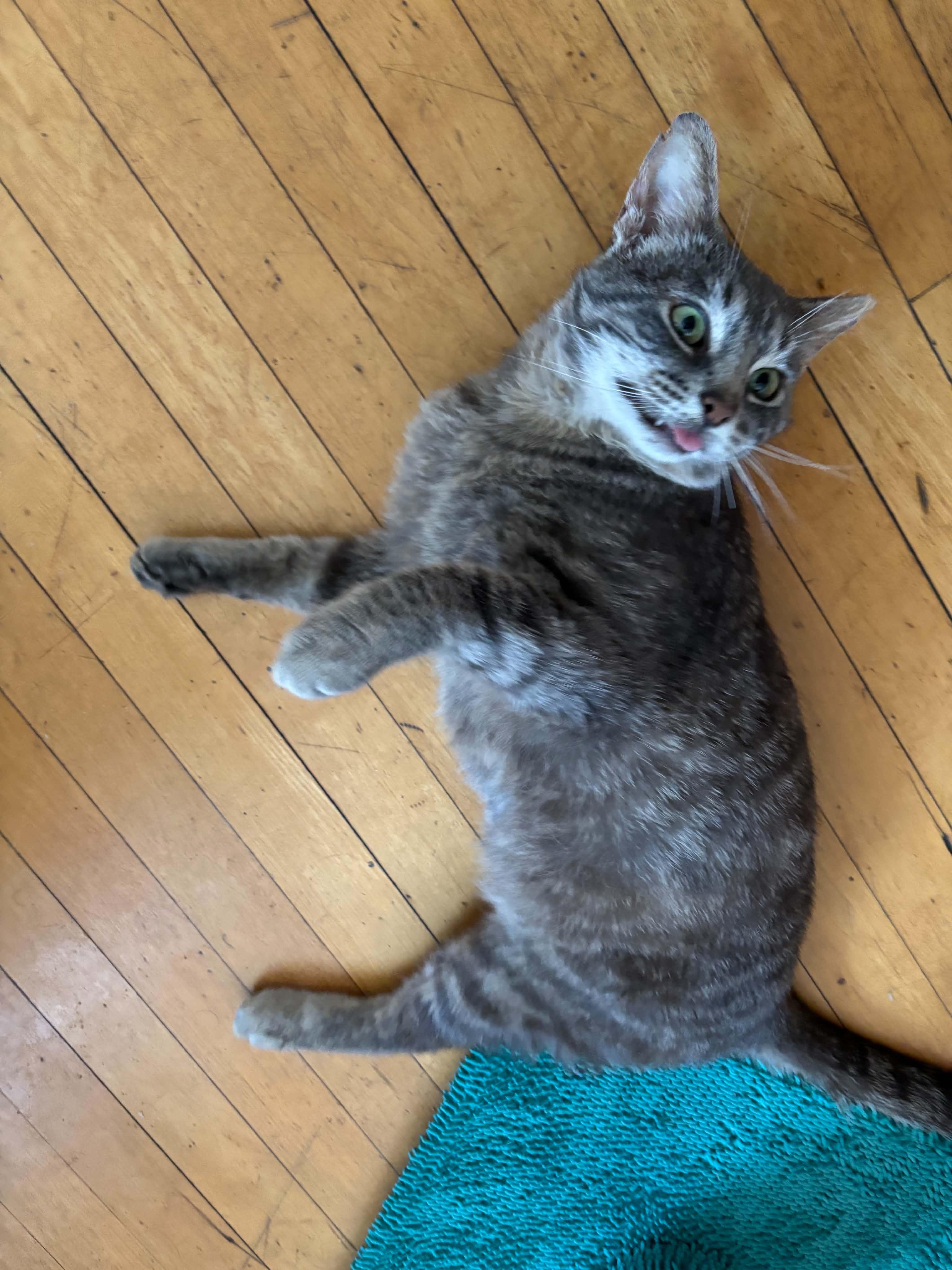 Eggplant, a ADOPTABLE Domestic Short Hair in Milwaukee, WI image 6/6