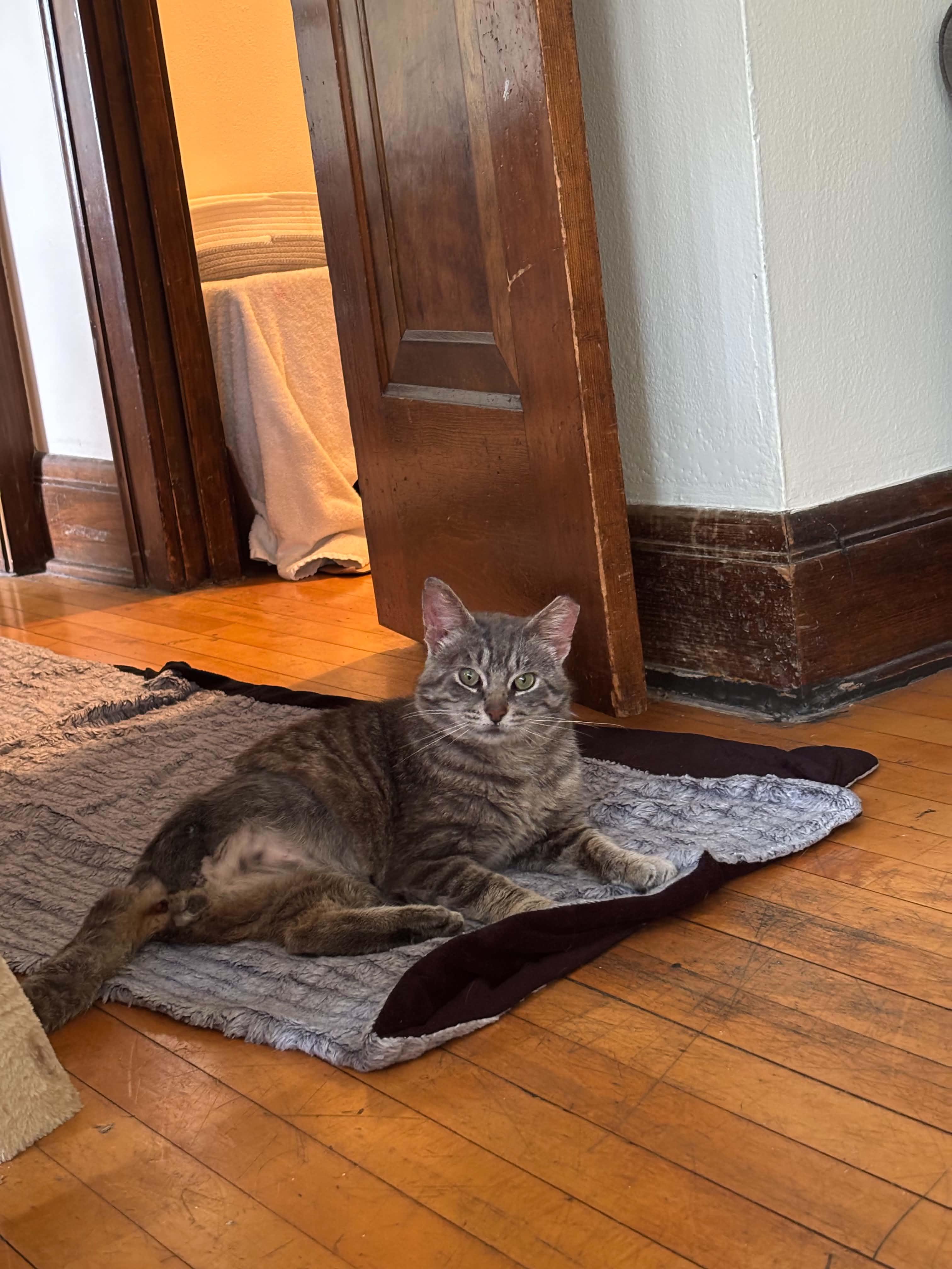 Eggplant, a ADOPTABLE Domestic Short Hair in Milwaukee, WI image 3/6