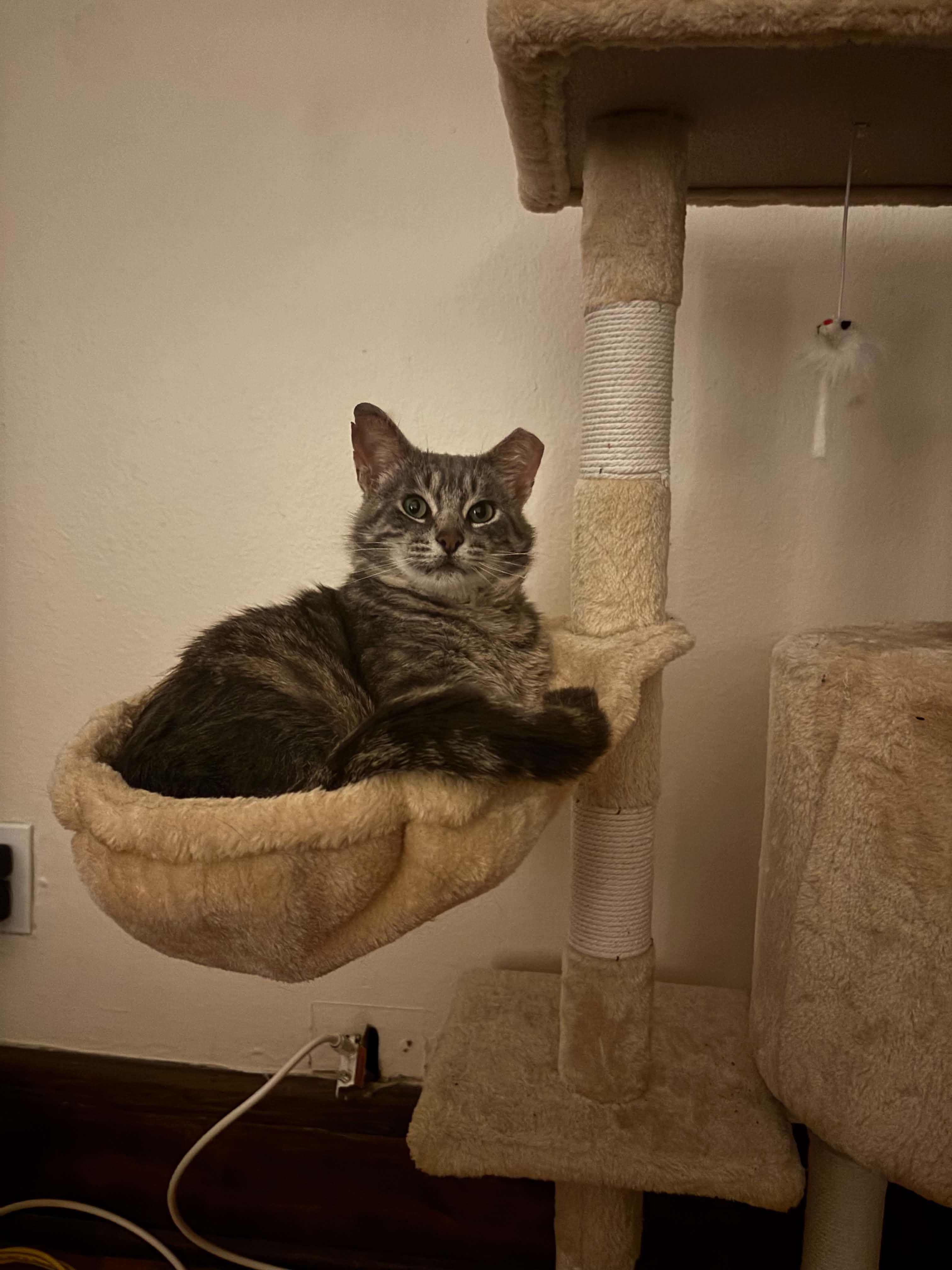 Eggplant, a ADOPTABLE Domestic Short Hair in Milwaukee, WI image 2/6