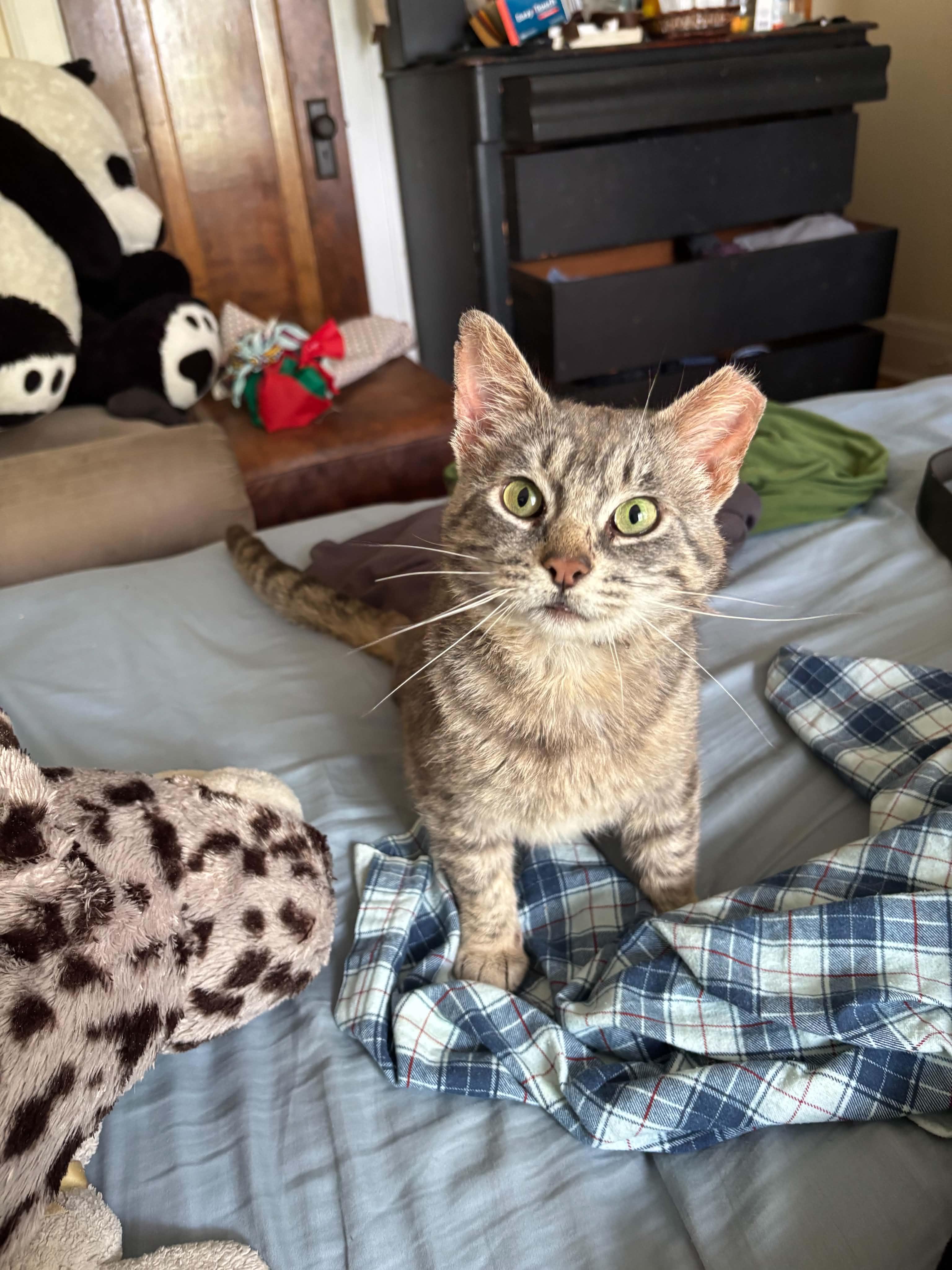 Eggplant, a ADOPTABLE Domestic Short Hair in Milwaukee, WI image 5/6