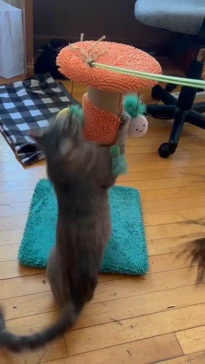 Enlarge Eggplant, a ADOPTABLE Domestic Short Hair in Milwaukee, WI video 4/6