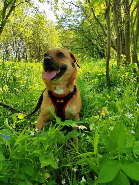 Enlarge Sammy, a Adopted Mixed Breed in North York, ON image 1/4