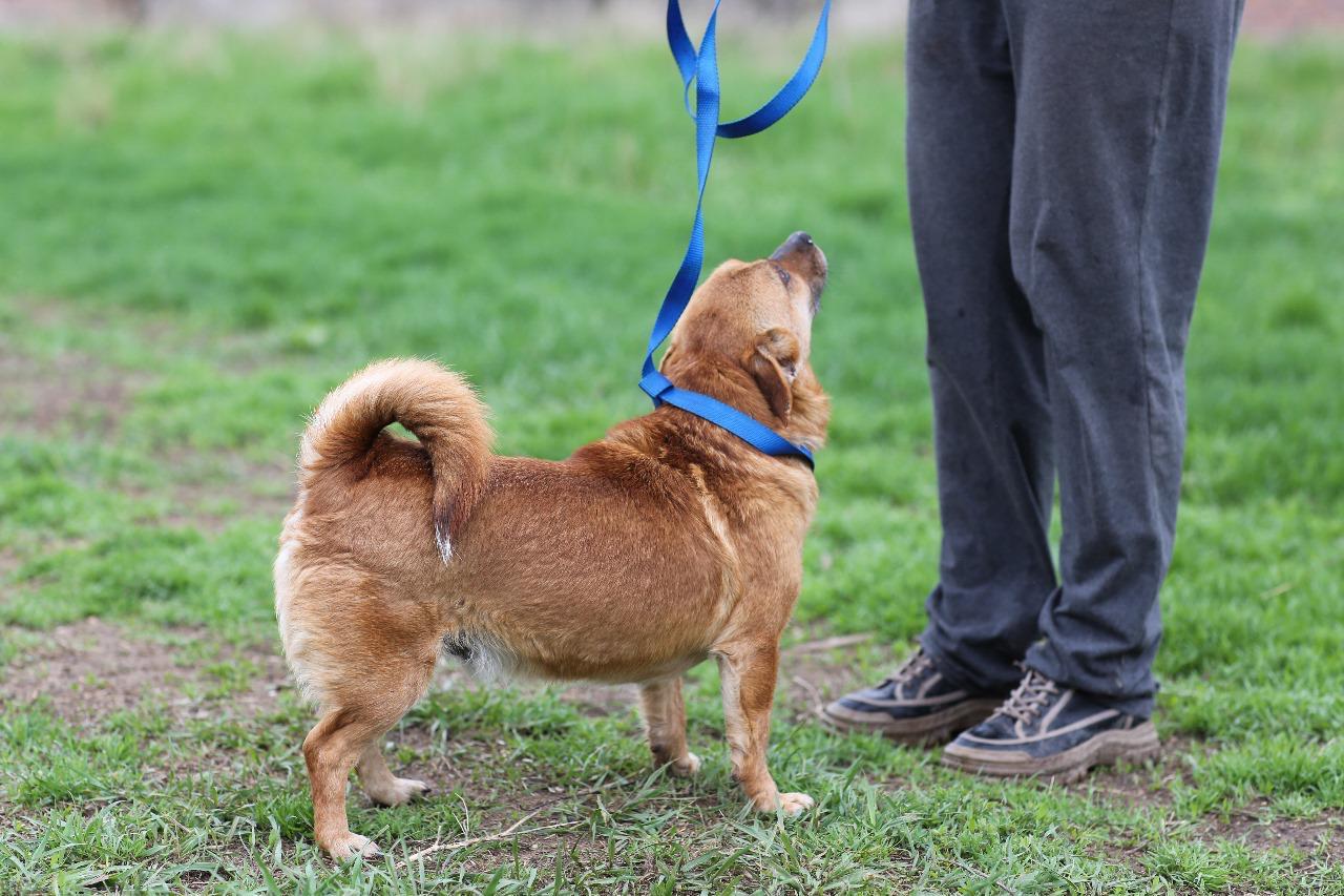 Enlarge Sammy, a Adopted Mixed Breed in North York, ON image 4/4