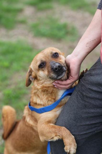 Enlarge Sammy, a Adopted Mixed Breed in North York, ON image 3/4
