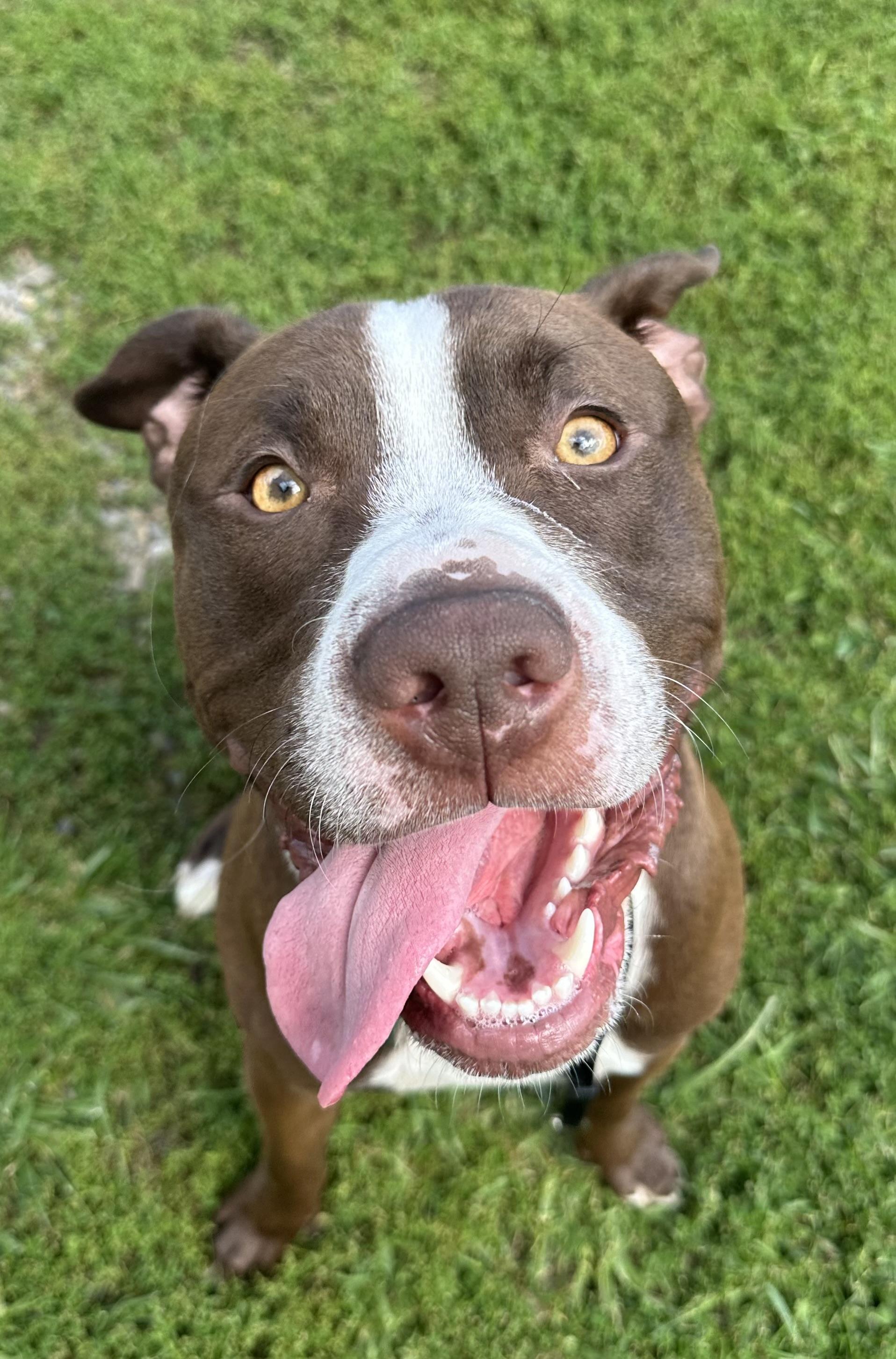 Ry, Adoptable, Young Male Terrier.