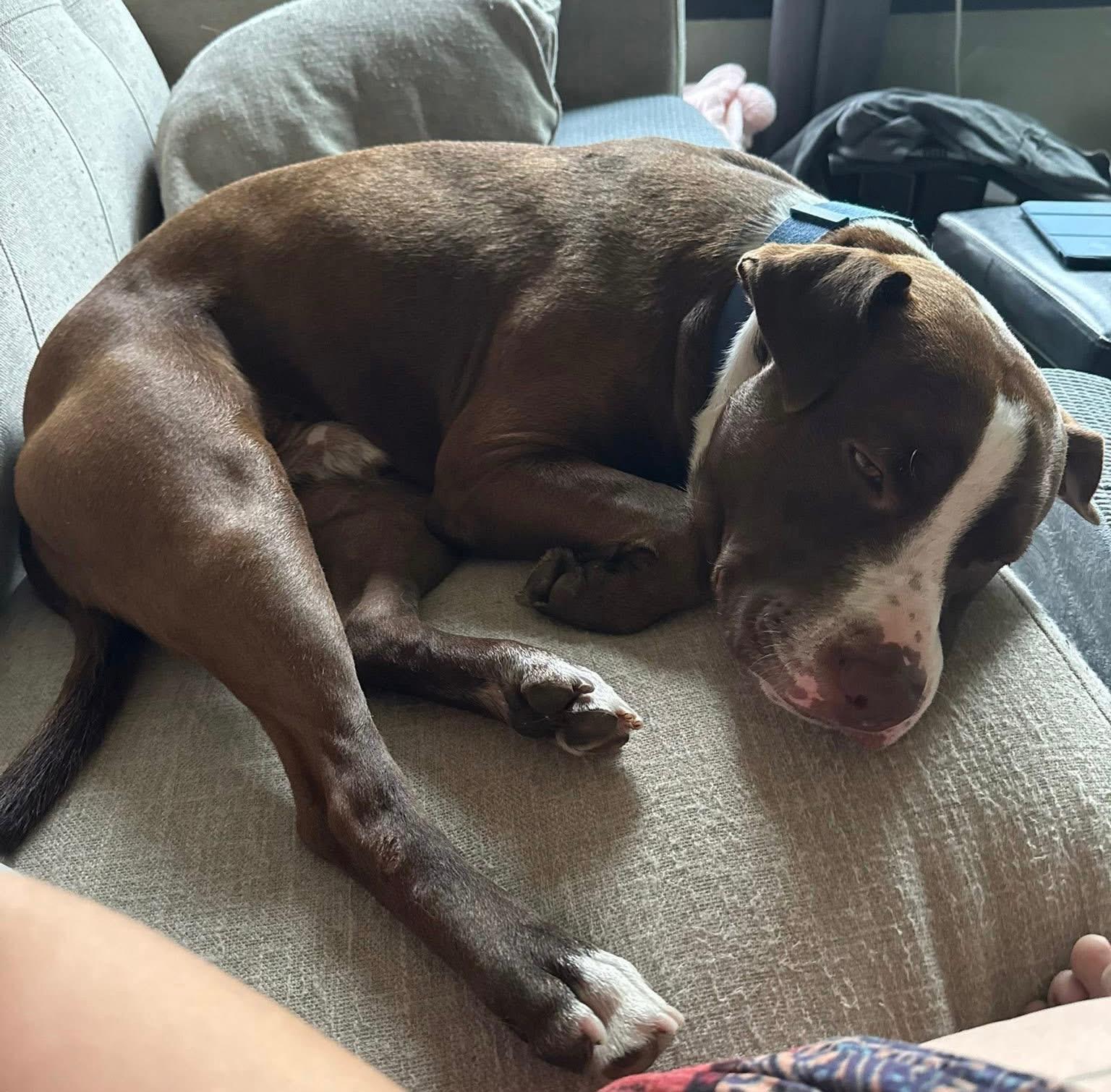 Enlarge Ry, a Adoptable mixed breed in Jamesville, NY image 3/5