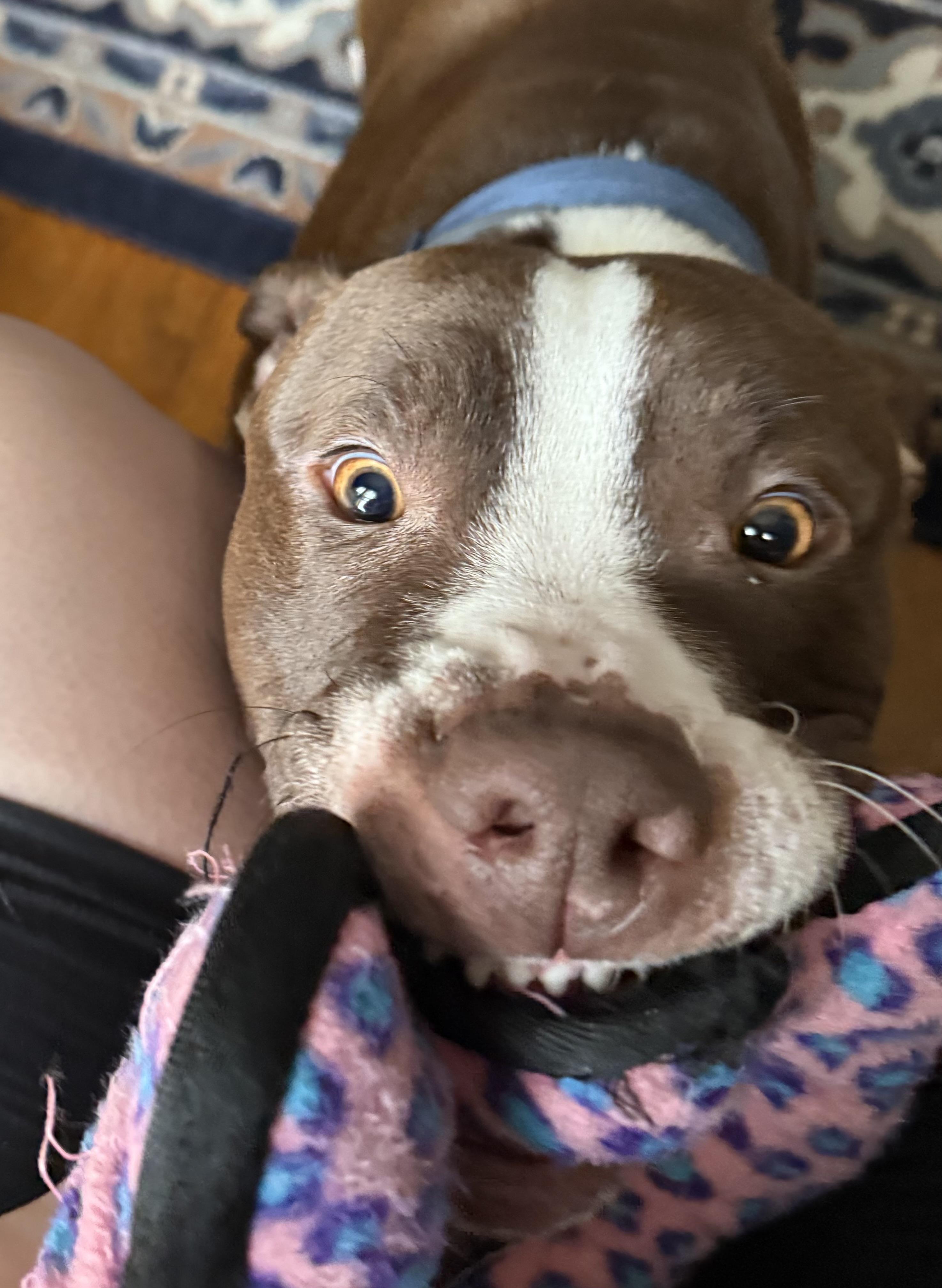 Enlarge Ry, a Adoptable mixed breed in Jamesville, NY image 2/5