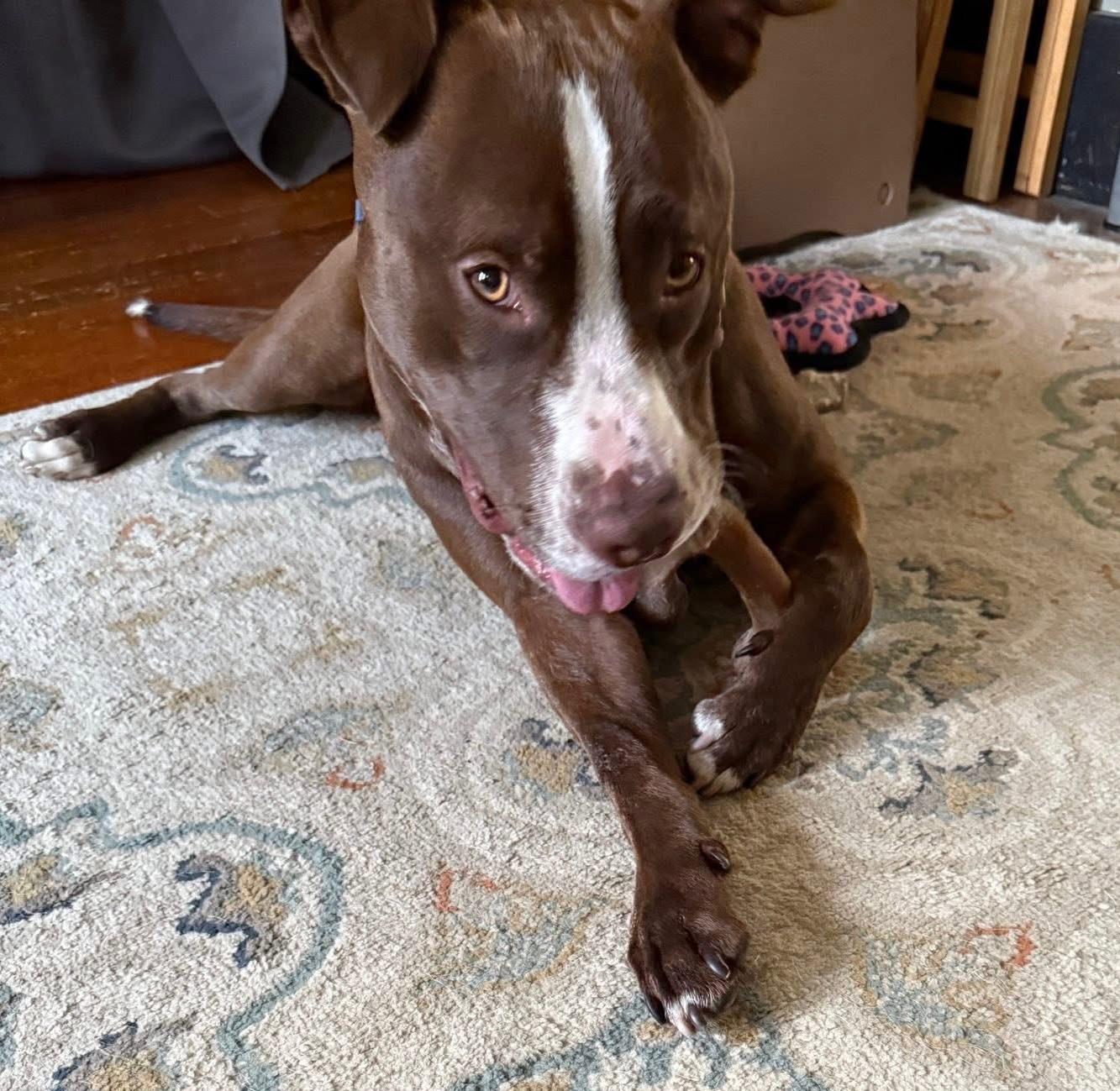 Ry, Adoptable, Young Male Terrier.