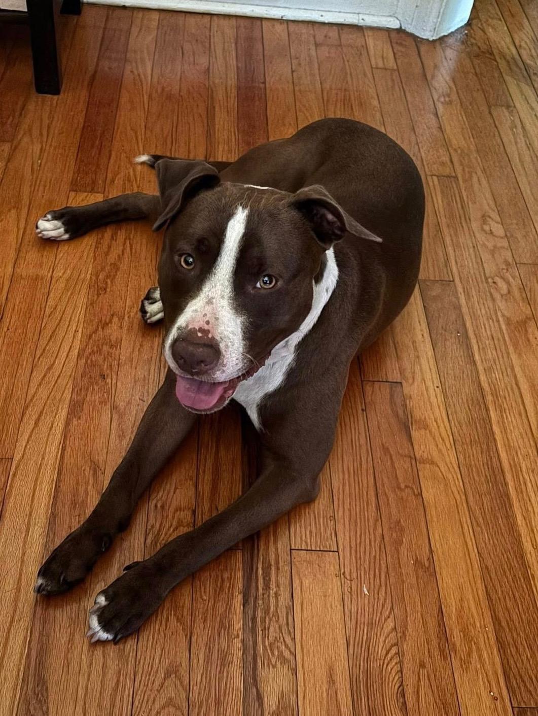 Ry, Adoptable, Young Male Terrier.