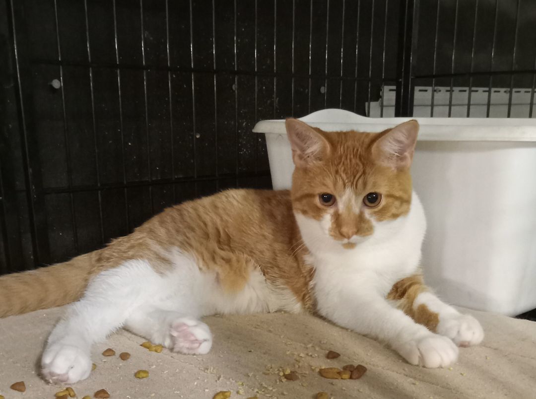 Enlarge Peaches, a Adopted Domestic Short Hair in Galloway, NJ image 1/3