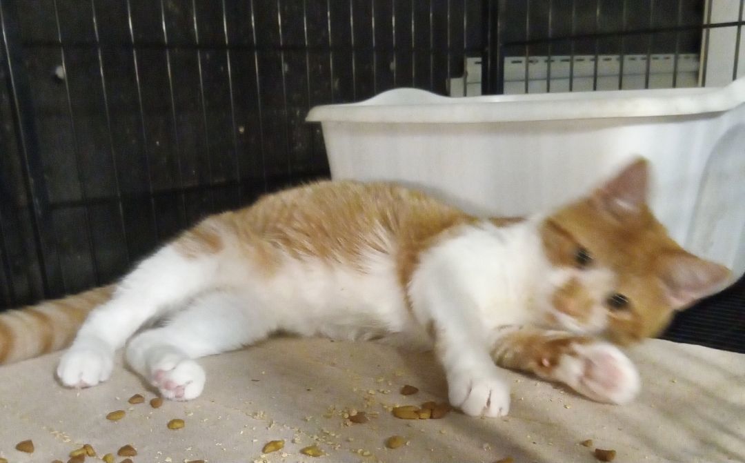 Enlarge Peaches, a Adopted Domestic Short Hair in Galloway, NJ image 2/3