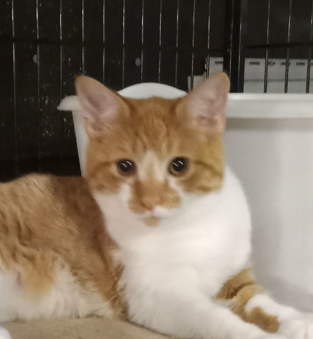 Enlarge Peaches, a Adopted Domestic Short Hair in Galloway, NJ image 3/3