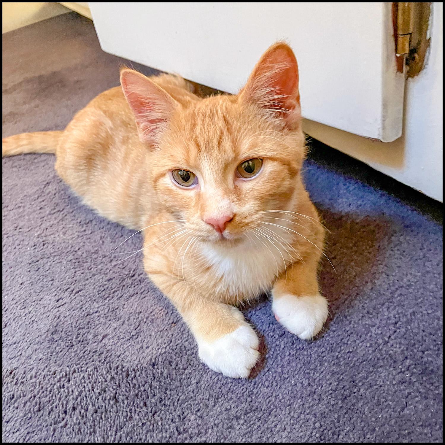 Jordan, Adoptable, Young Male Domestic Short Hair & Tabby.