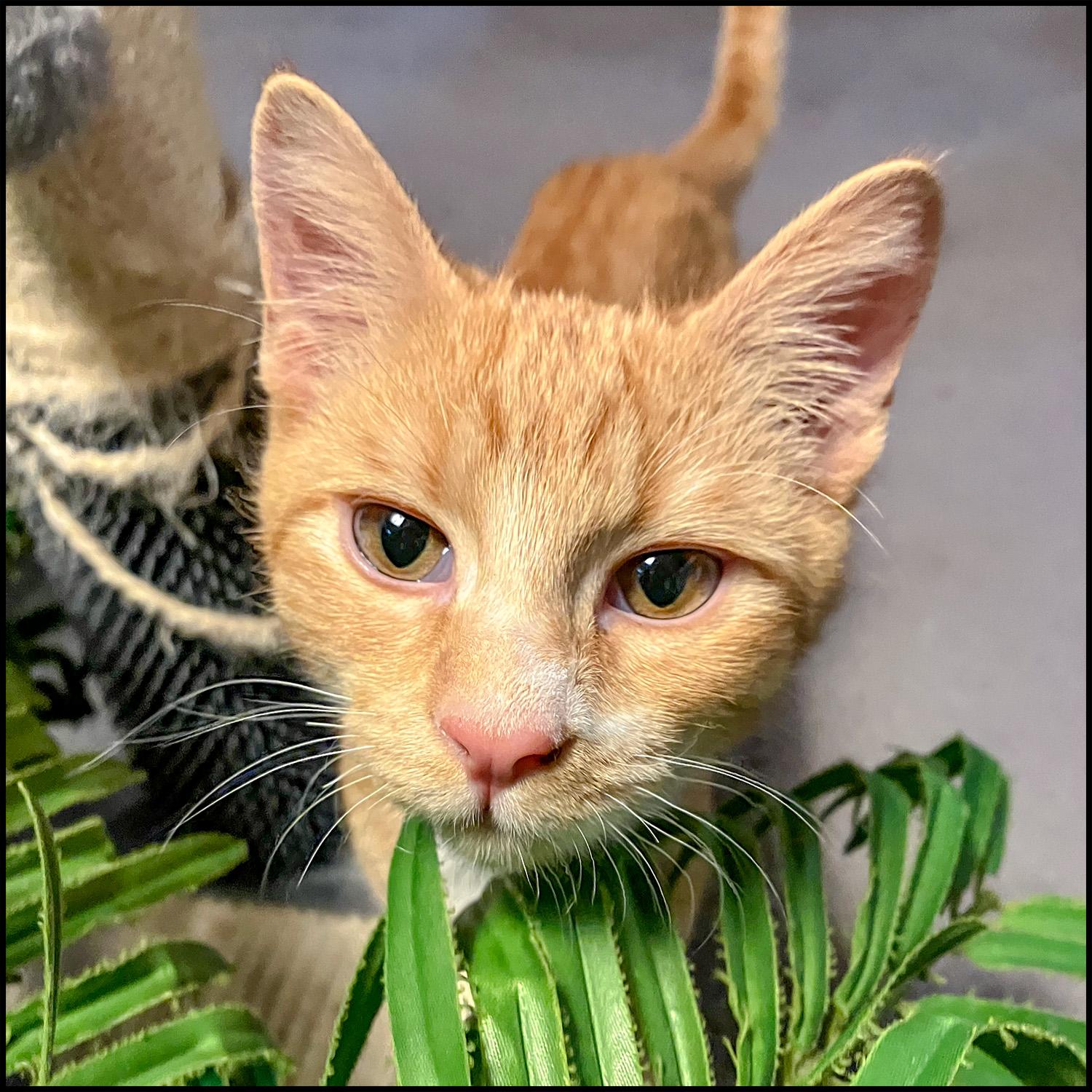 Enlarge Jordan, a Adoptable mixed breed in Roswell, GA image 2/2