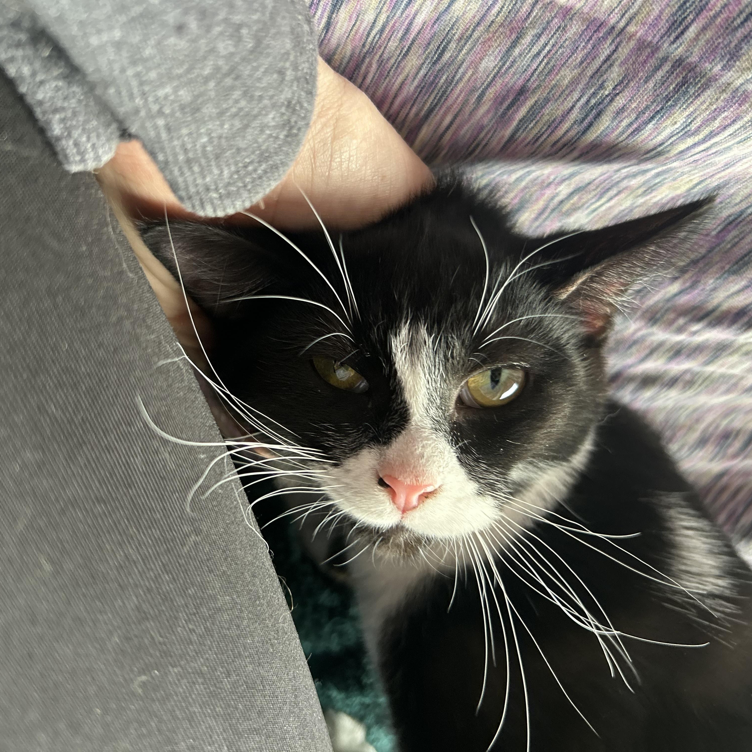 Iris, a ADOPTABLE Tuxedo in Madison Heights, MI image 2/5
