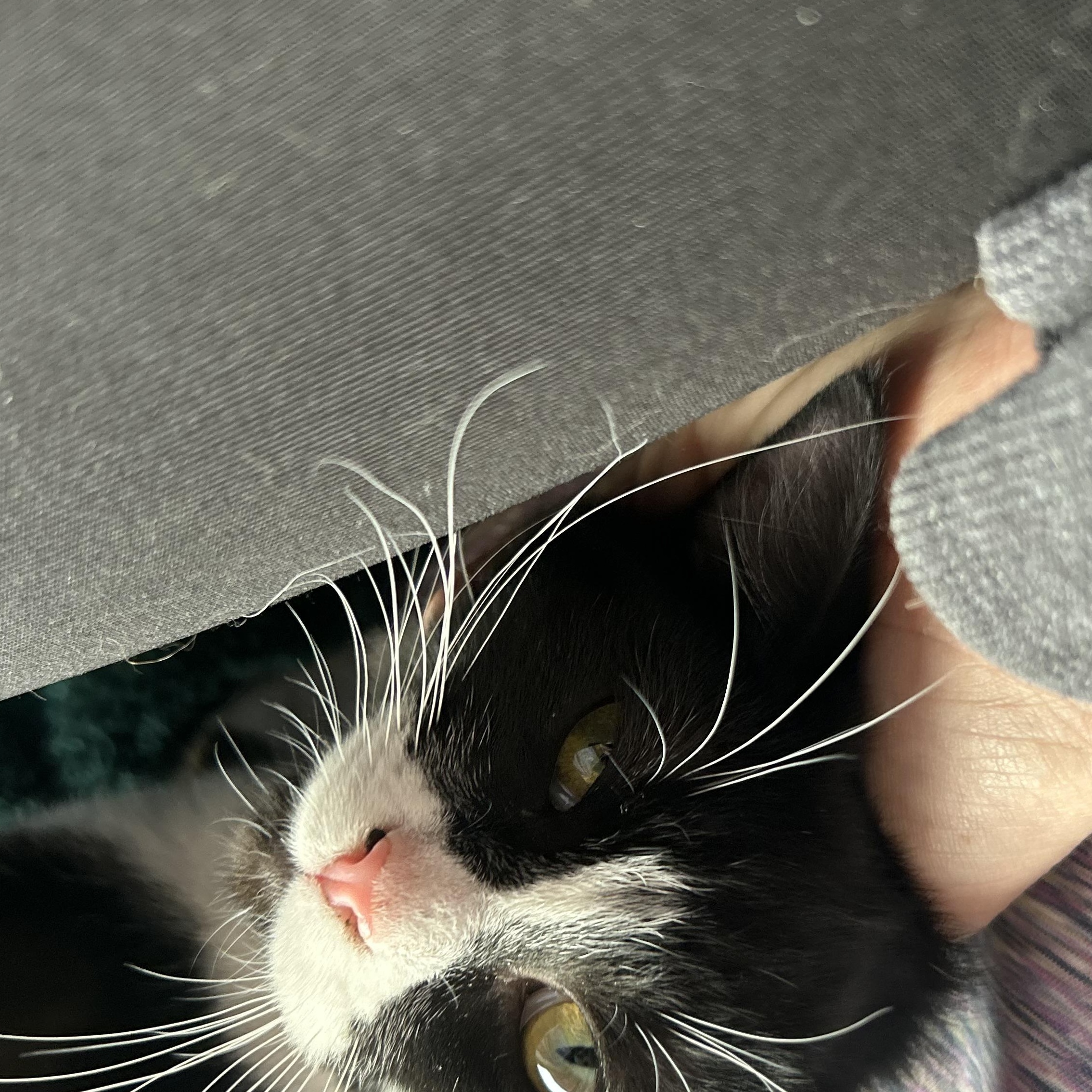 Iris & Newton, a ADOPTABLE Tuxedo in Madison Heights, MI image 5/6