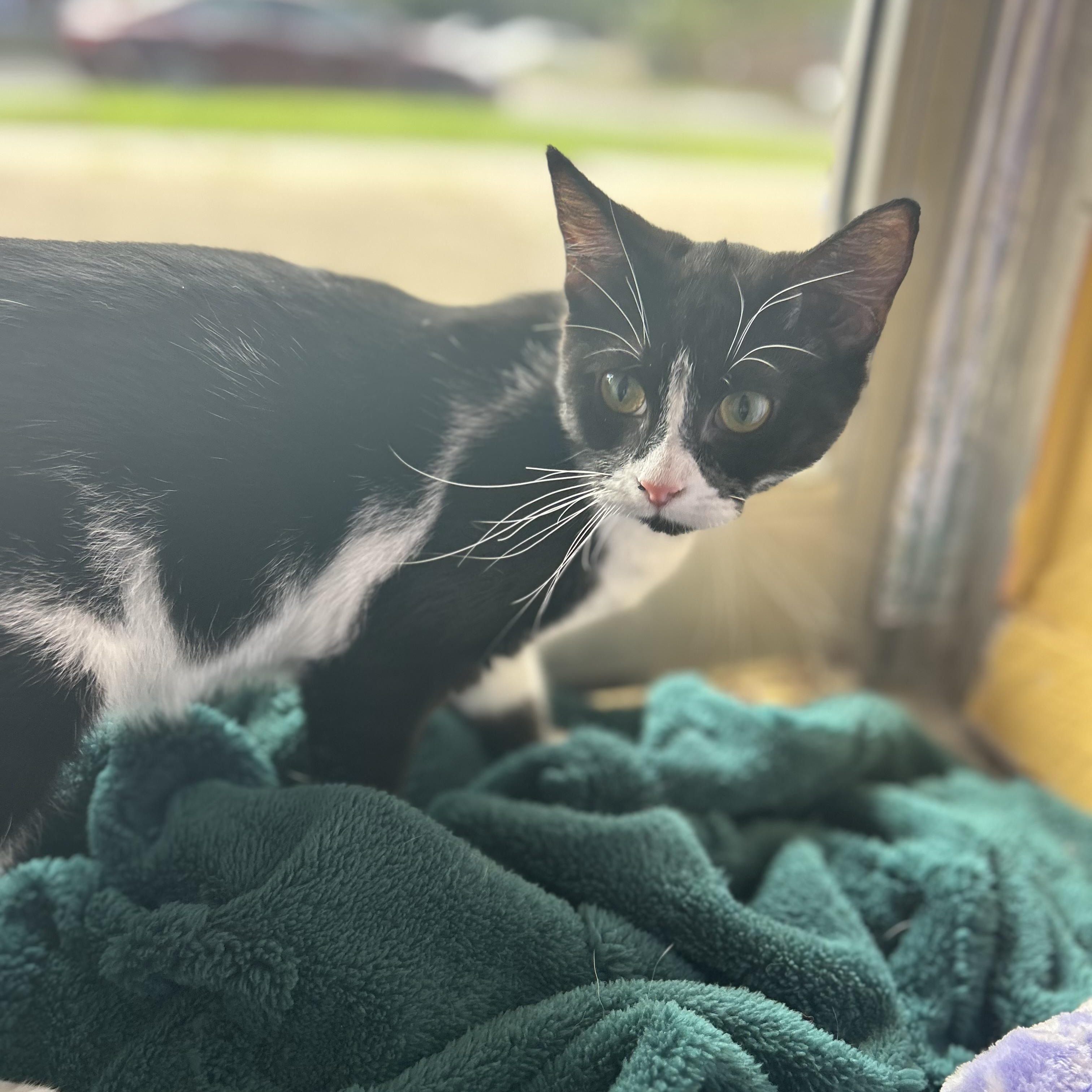 Iris, a ADOPTABLE Tuxedo in Madison Heights, MI image 1/5