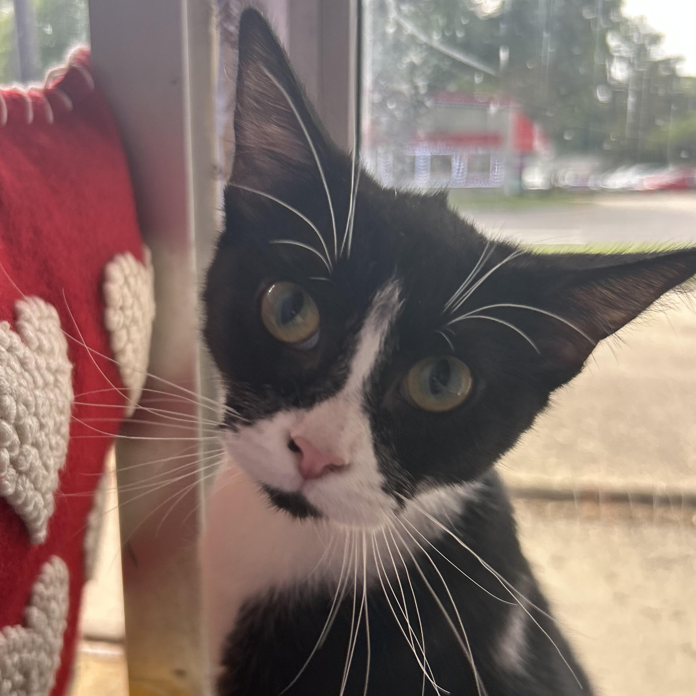Iris, a ADOPTABLE Tuxedo in Madison Heights, MI image 3/5