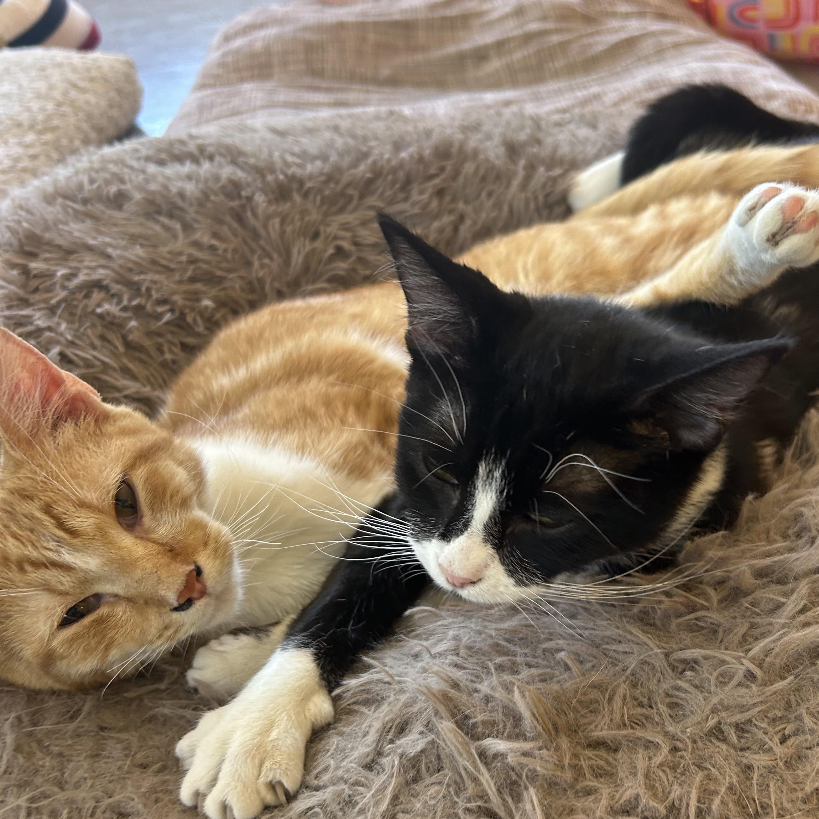 Iris & Newton, a ADOPTABLE Tuxedo in Madison Heights, MI image 3/6