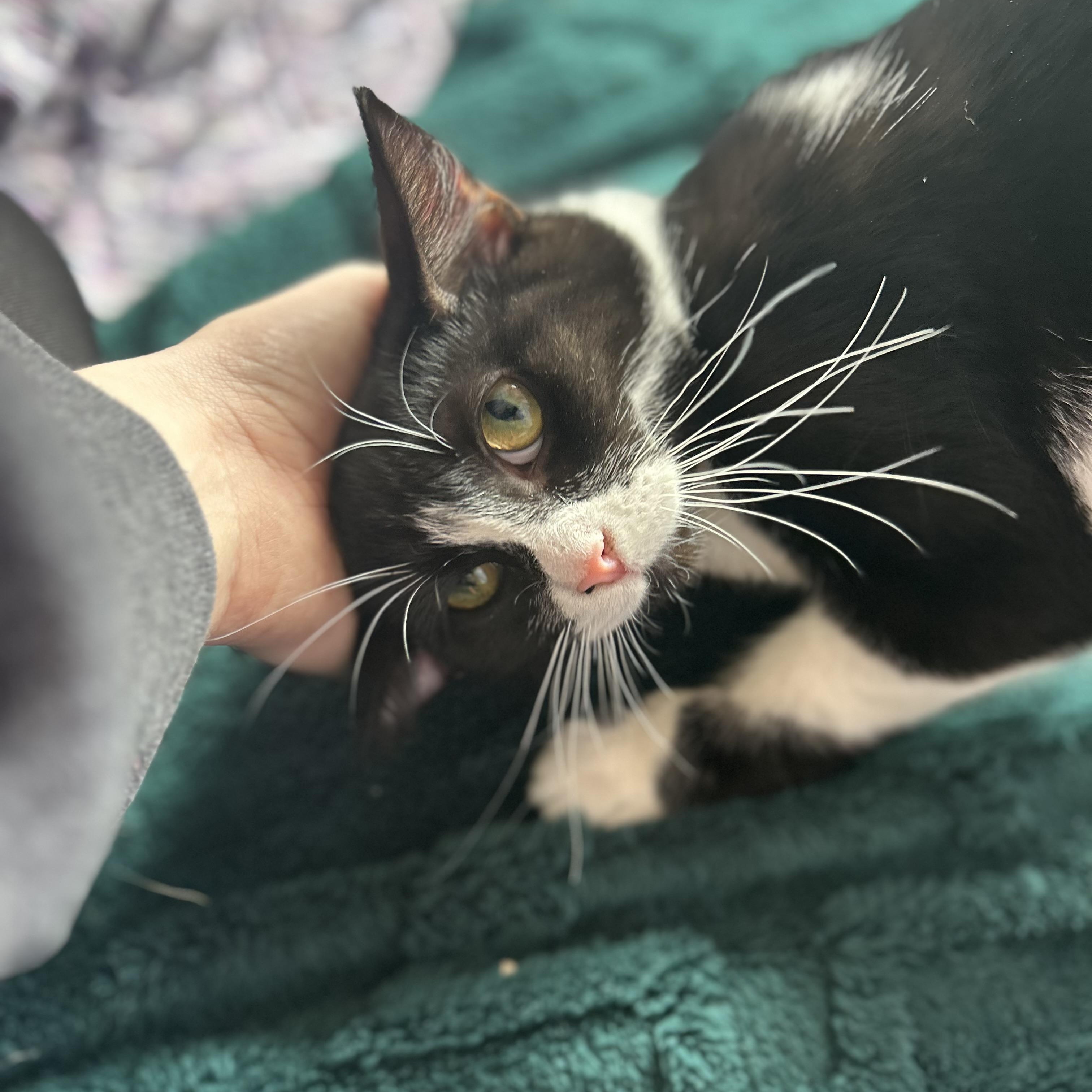 Iris, a ADOPTABLE Tuxedo in Madison Heights, MI image 5/5