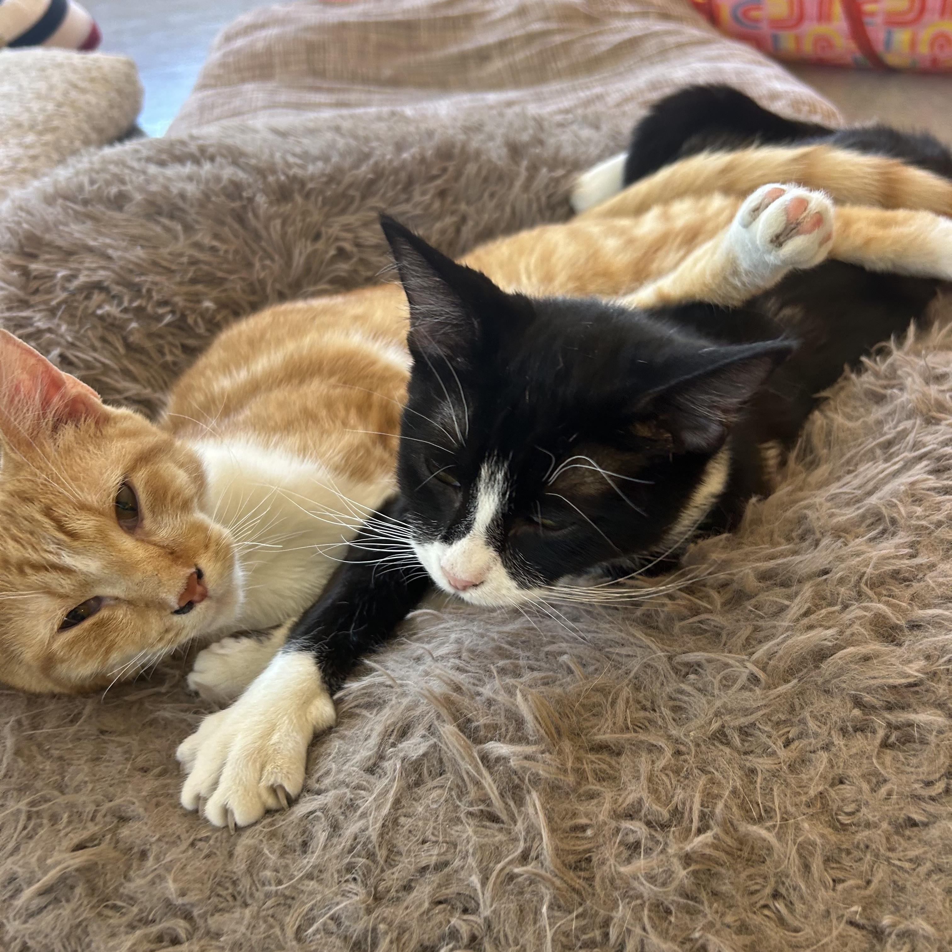 Iris & Newton, ADOPTABLE, Kitten Female Tuxedo.