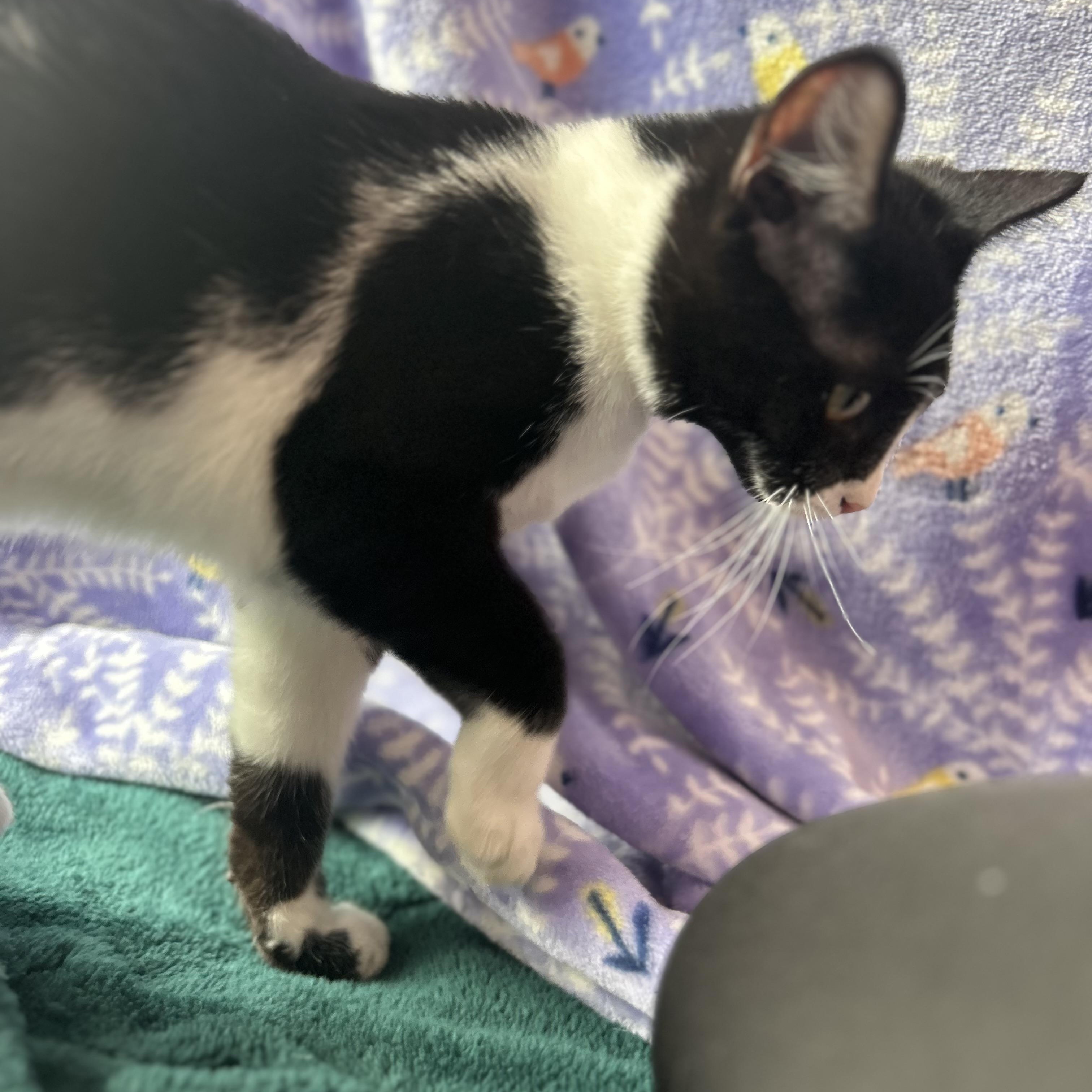 Iris, a ADOPTABLE Tuxedo in Madison Heights, MI image 4/5
