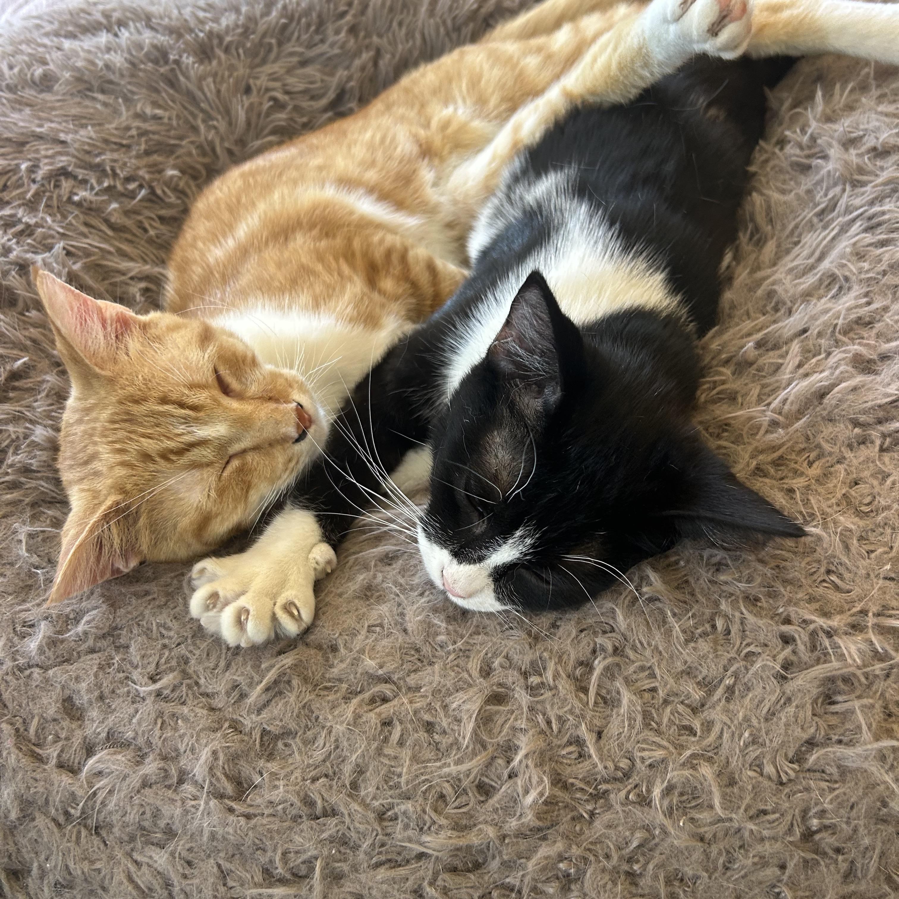 Iris & Newton, a ADOPTABLE Tuxedo in Madison Heights, MI image 6/6