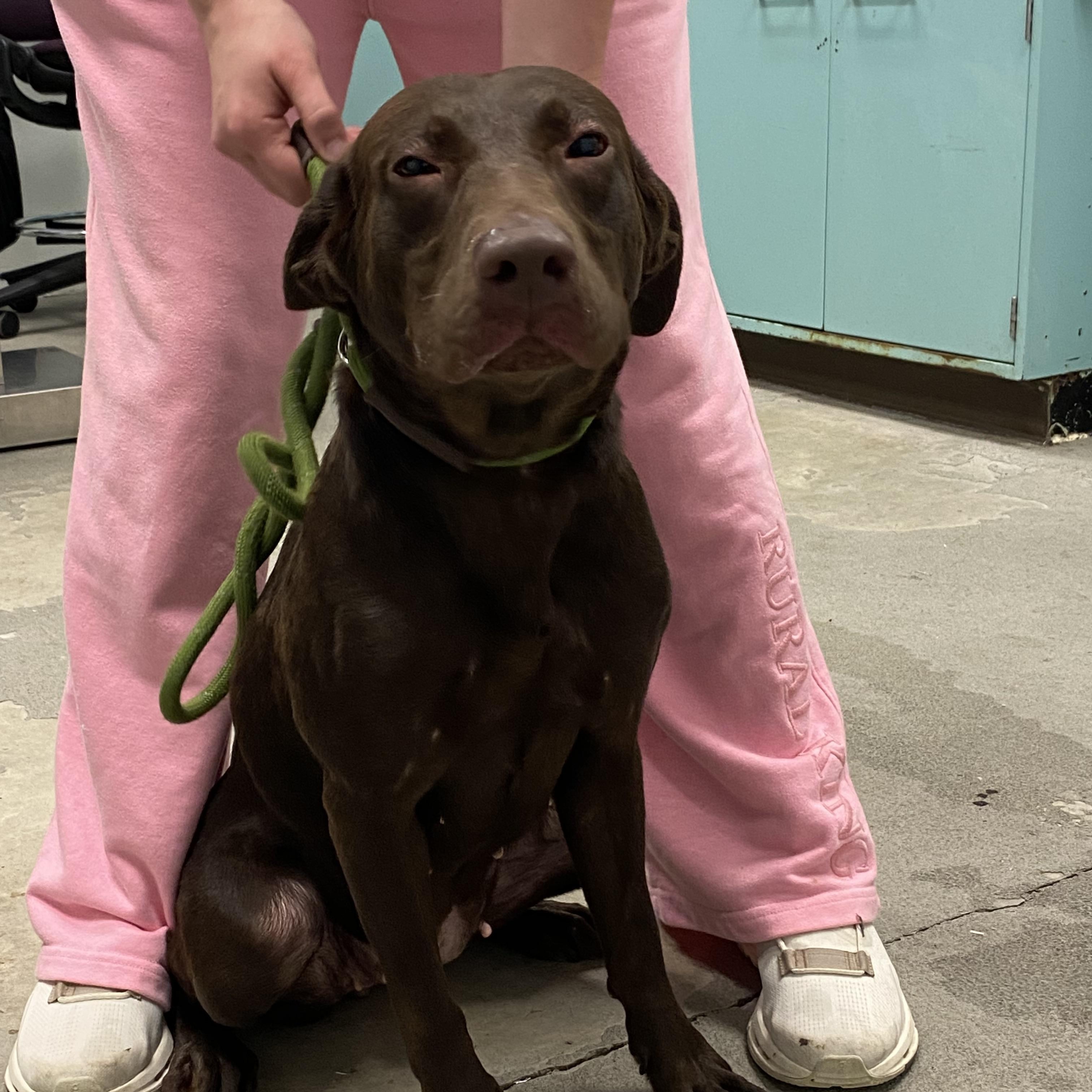Enlarge Mocha, a ADOPTABLE mixed breed in Urbana, IL image 2/2