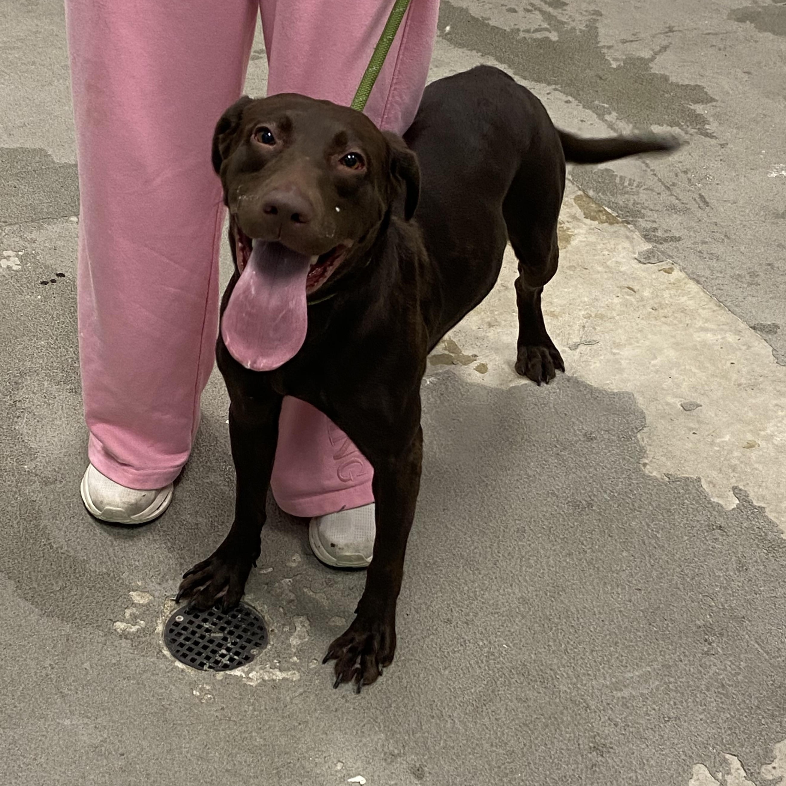 Mocha, ADOPTABLE, Adult Female Chocolate Labrador Retriever.