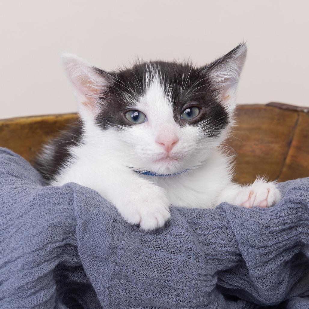 Enlarge Winston, a Adoptable American Shorthair in Franklin, TN image 2/4