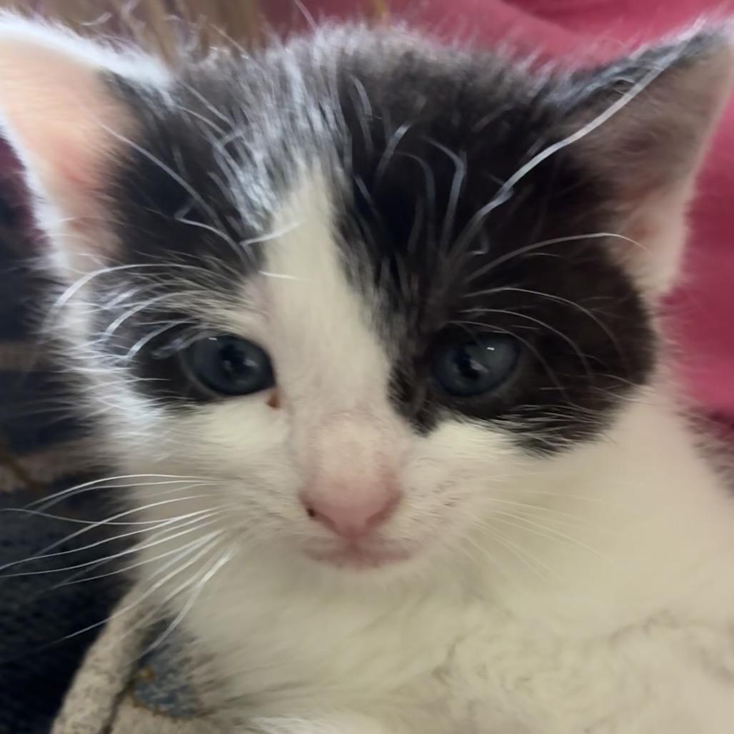 Enlarge Winston, a Adoptable American Shorthair in Franklin, TN image 4/4