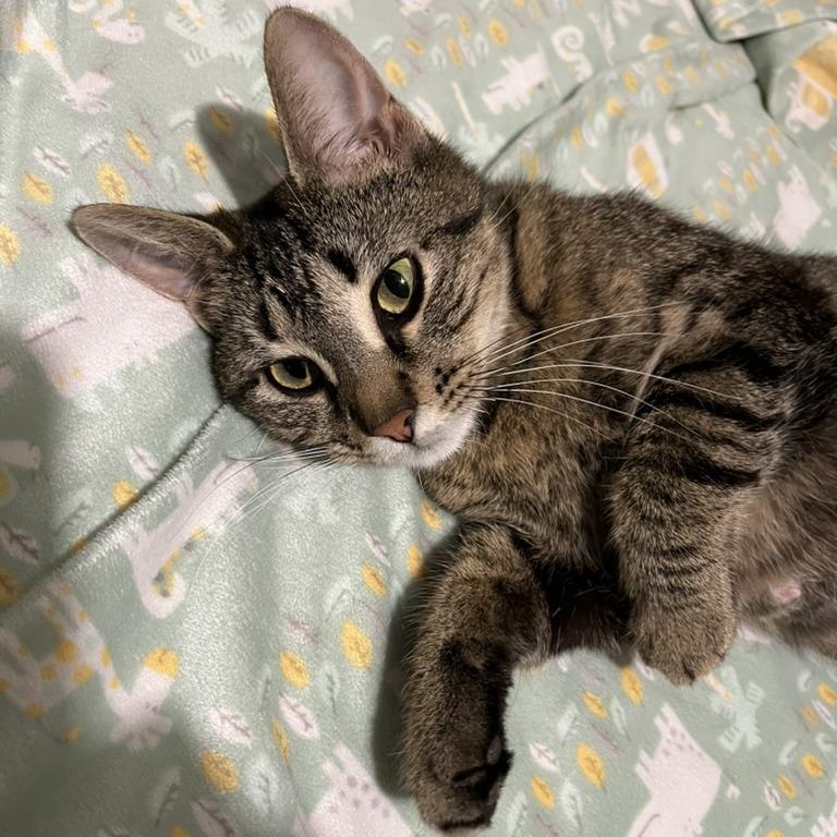 Enlarge Mama Poppy, a Adoptable Domestic Short Hair in Traverse City, MI image 1/6
