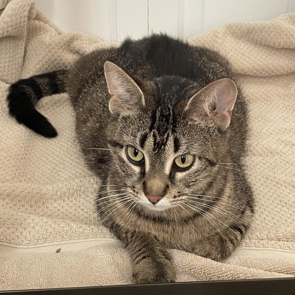 Enlarge Mama Poppy, a Adoptable Domestic Short Hair in Traverse City, MI image 2/6