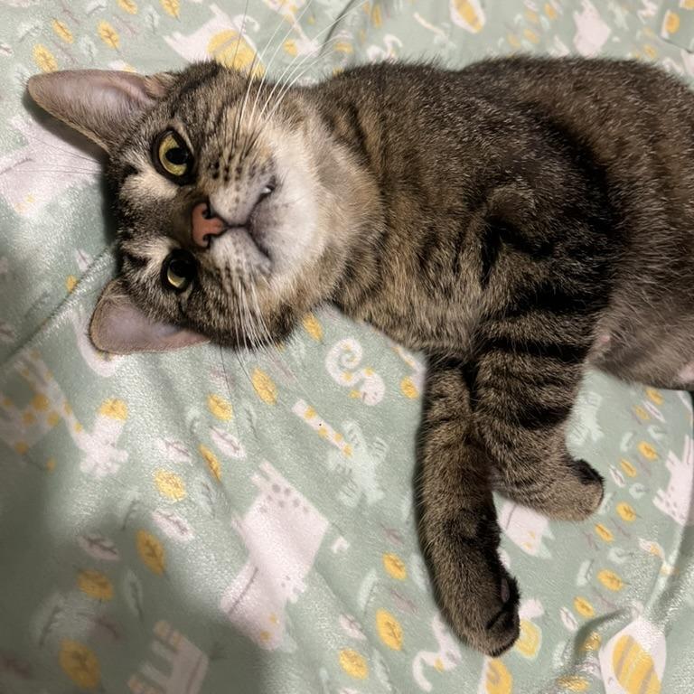 Enlarge Mama Poppy, a Adoptable Domestic Short Hair in Traverse City, MI image 3/6