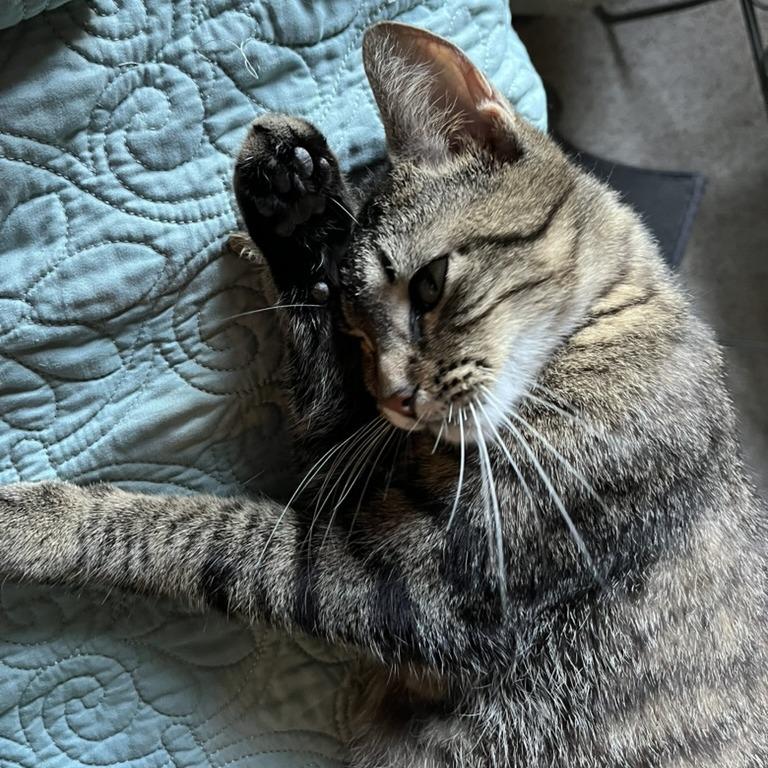 Enlarge Mama Poppy, a Adoptable Domestic Short Hair in Traverse City, MI image 4/6