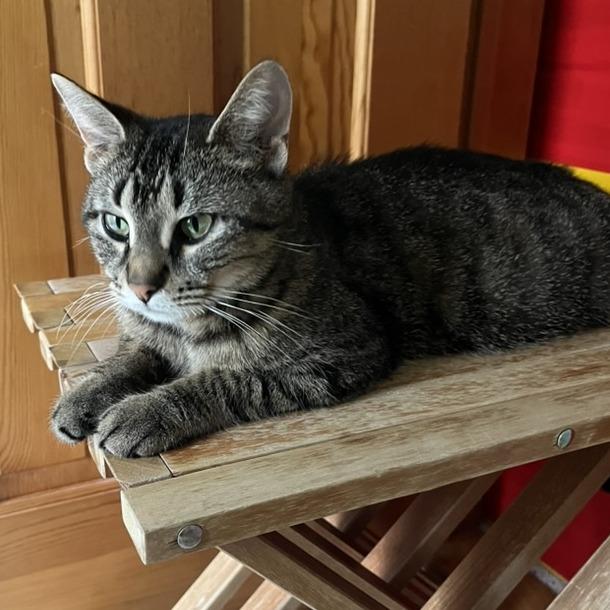 Enlarge Mama Poppy, a Adoptable Domestic Short Hair in Traverse City, MI image 5/6