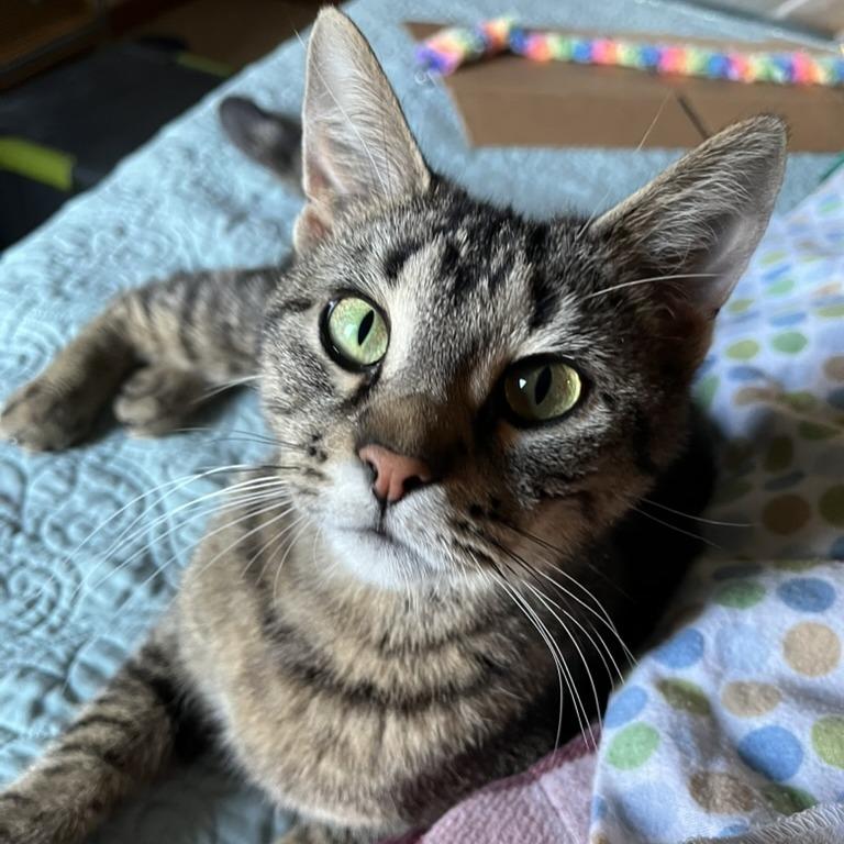 Enlarge Mama Poppy, a Adoptable Domestic Short Hair in Traverse City, MI image 6/6